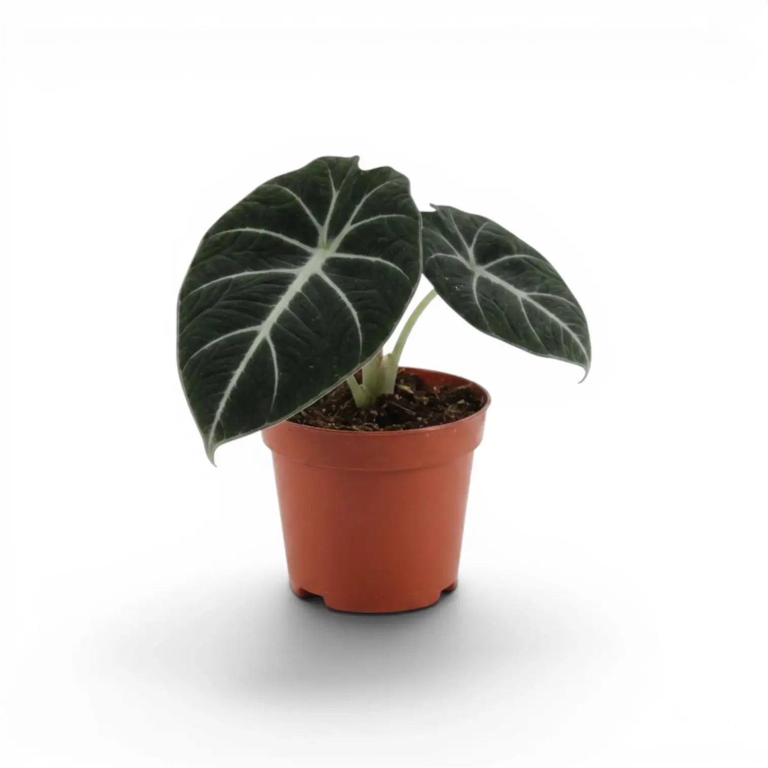 Junge Alocasia reginula Black Velvet mit sehr dunklen Blättern und kontrastreichen weißen Adern im Anzuchttopf vor weißem Hintergrund