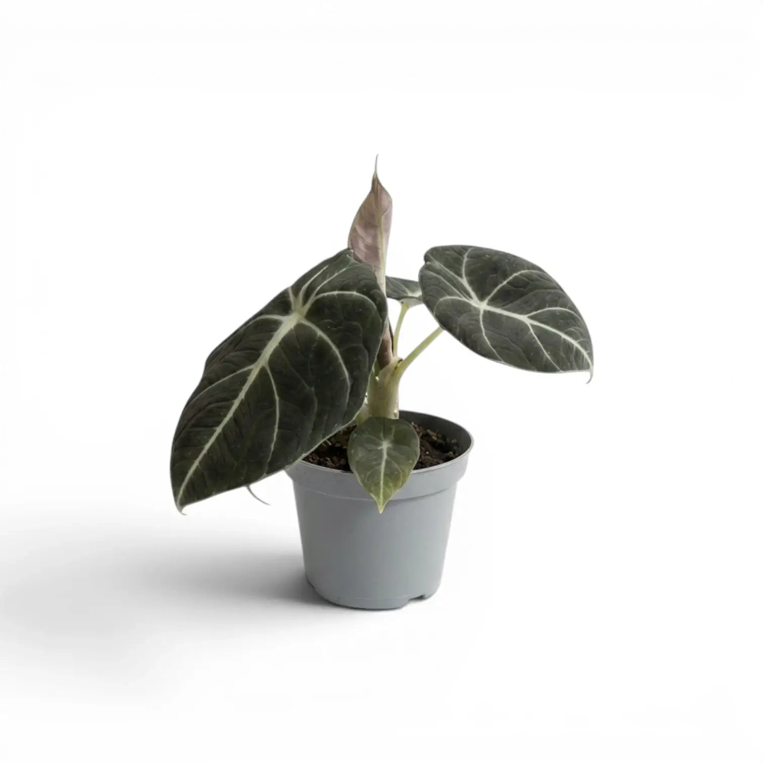 Junge Alocasia reginula Black Velvet mit sehr dunklen Blättern und kontrastreichen weißen Adern im Anzuchttopf vor weißem Hintergrund
