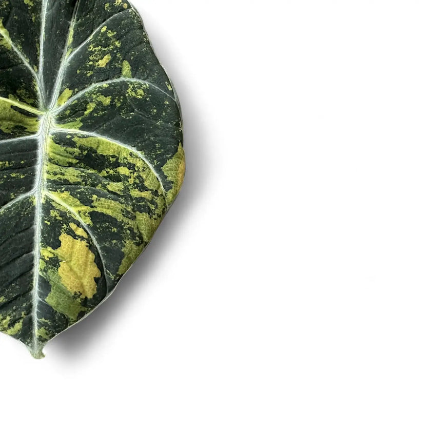 Alocasia reginula 'Black Velvet Gold' leaf close-up on white background.