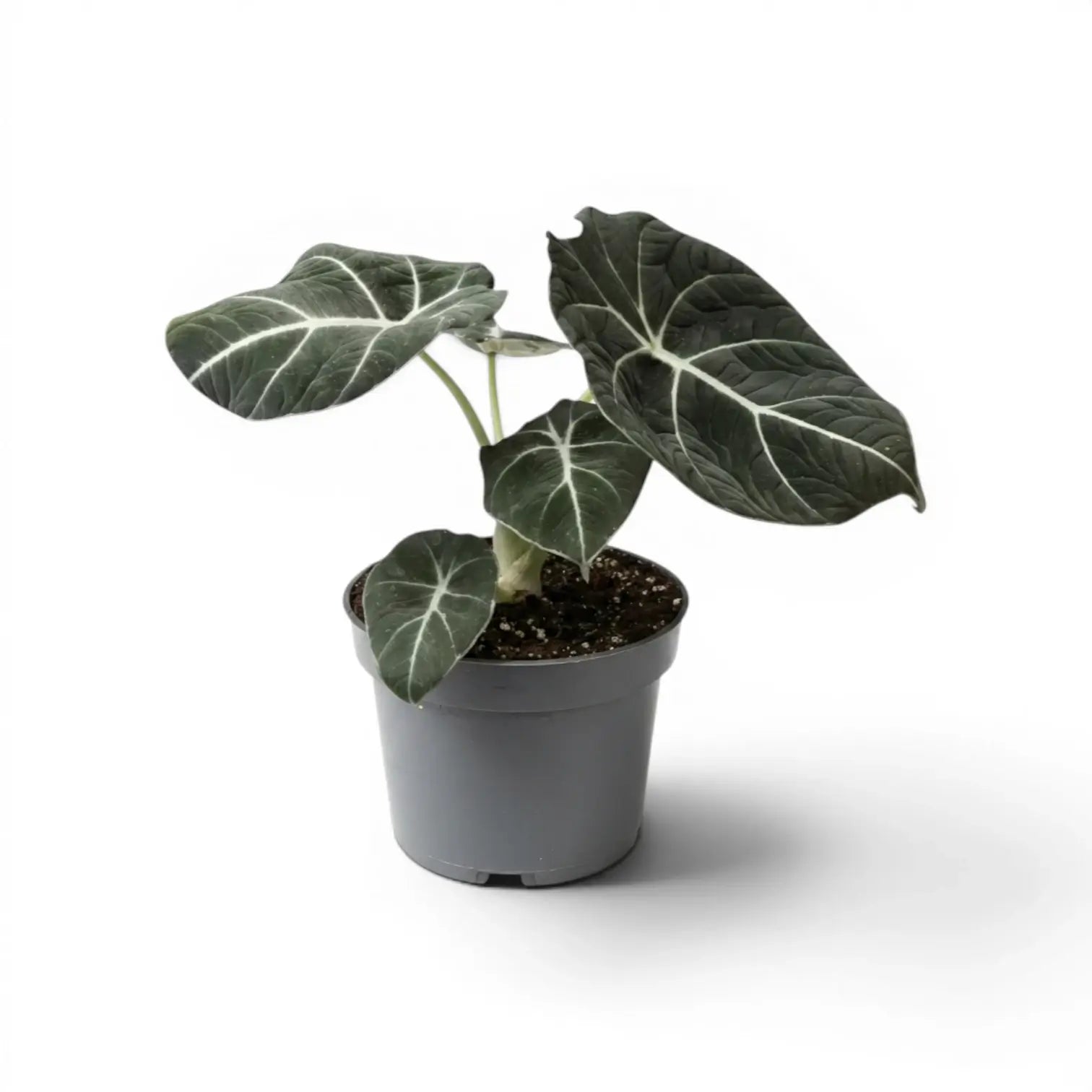 Mittelgroße Alocasia reginula Black Velvet mit strukturierten, fast schwarzen Blättern und kontrastreichen Adern im Anzuchttopf vor weißem Hintergrund