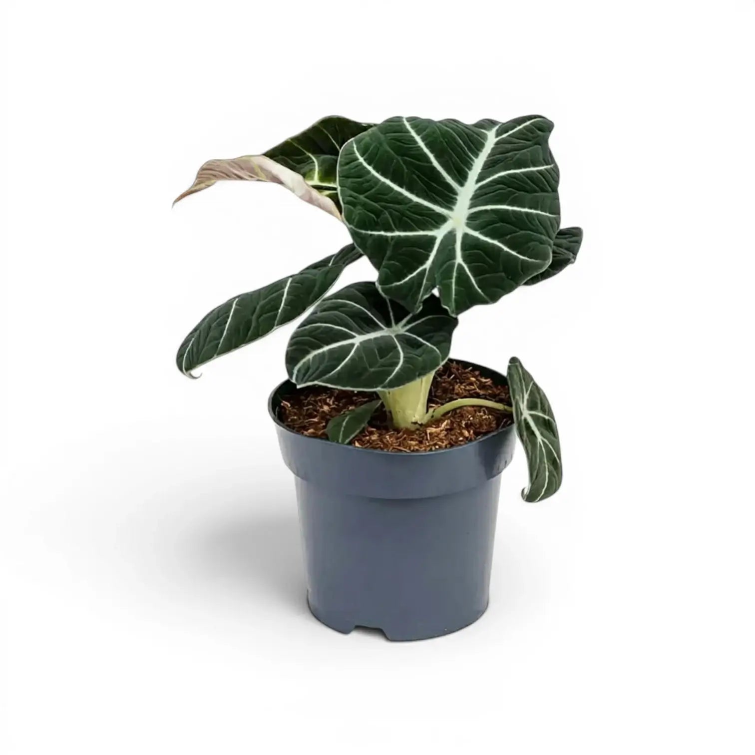 Mittelgroße Alocasia reginula Black Velvet mit strukturierten, fast schwarzen Blättern und kontrastreichen Adern im Anzuchttopf vor weißem Hintergrund