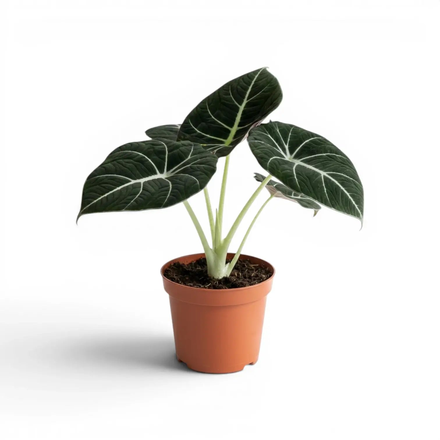 Mittelgroße Alocasia reginula Black Velvet mit strukturierten, fast schwarzen Blättern und kontrastreichen Adern im Anzuchttopf vor weißem Hintergrund