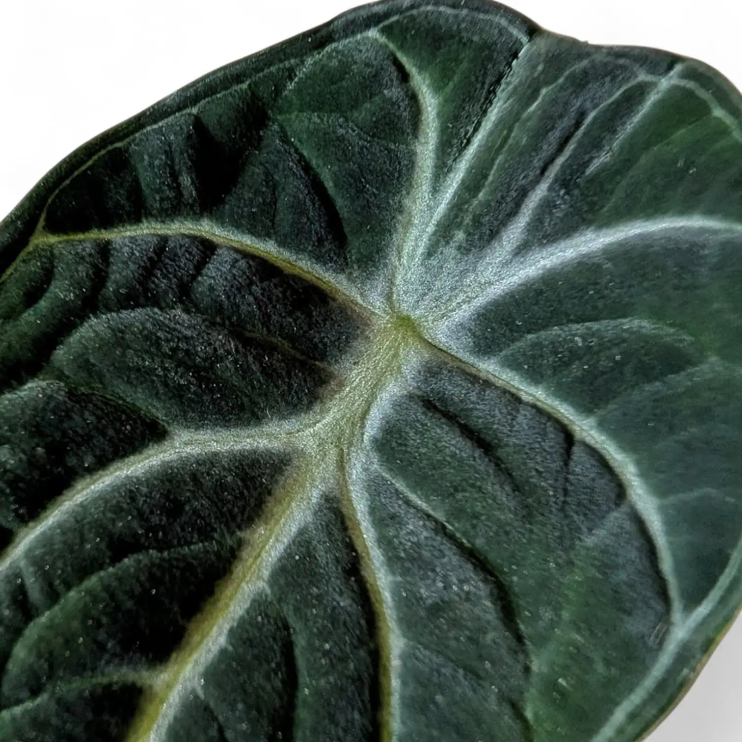 Nahaufnahme eines Blatts von Alocasia reginula 'Ninja' vor weißem Hintergrund.