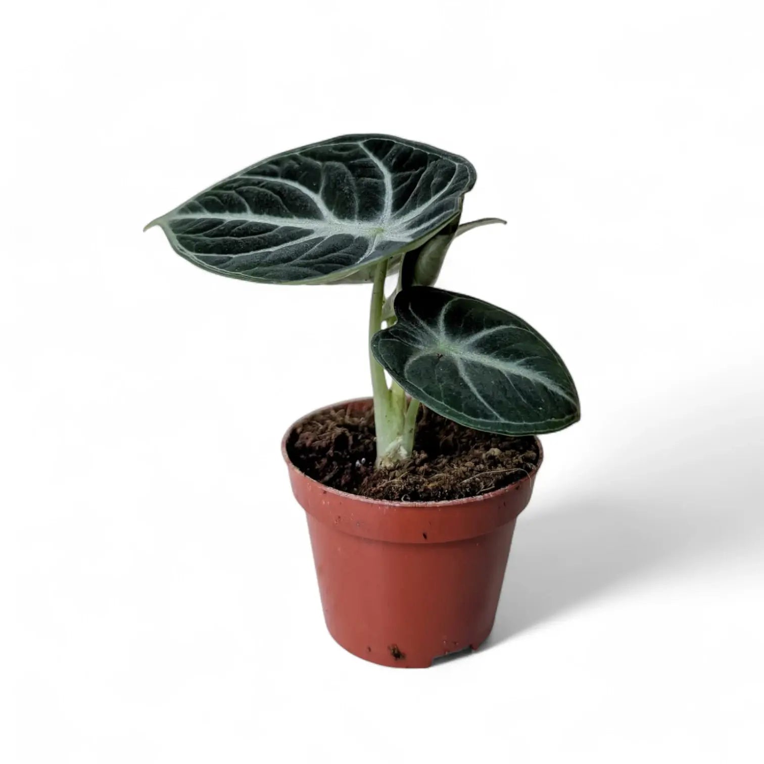 Alocasia reginula 'Ninja' – Topfpflanze im Kulturtopf vor weißem Hintergrund, Produktfoto 8.
