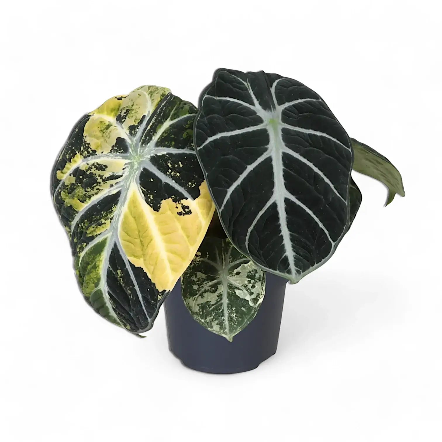 Alocasia reginula 'Ninja' variegata potted plant in nursery pot on white background.
