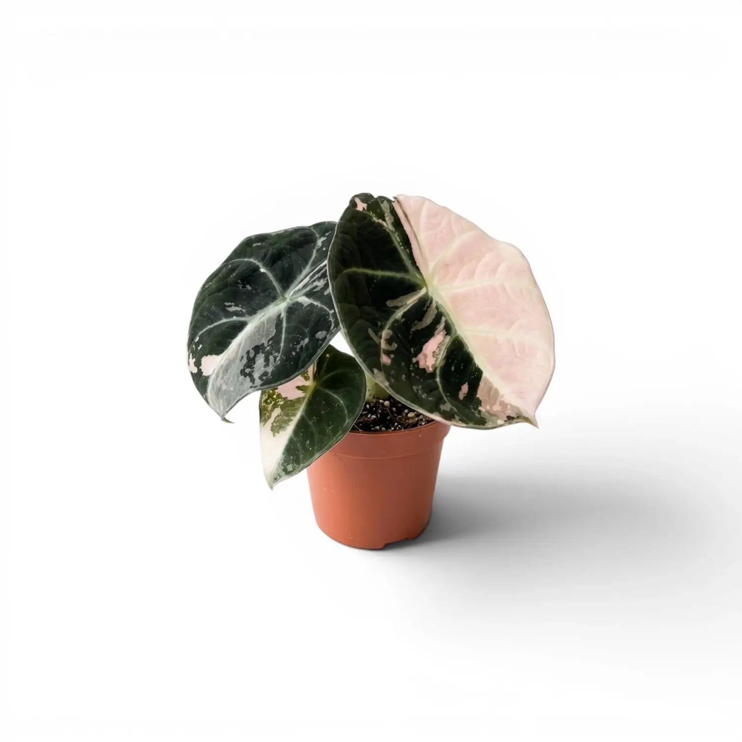 Alocasia reginula pink variegata baby plant with dark green and pink-variegated leaves in a nursery pot on white background