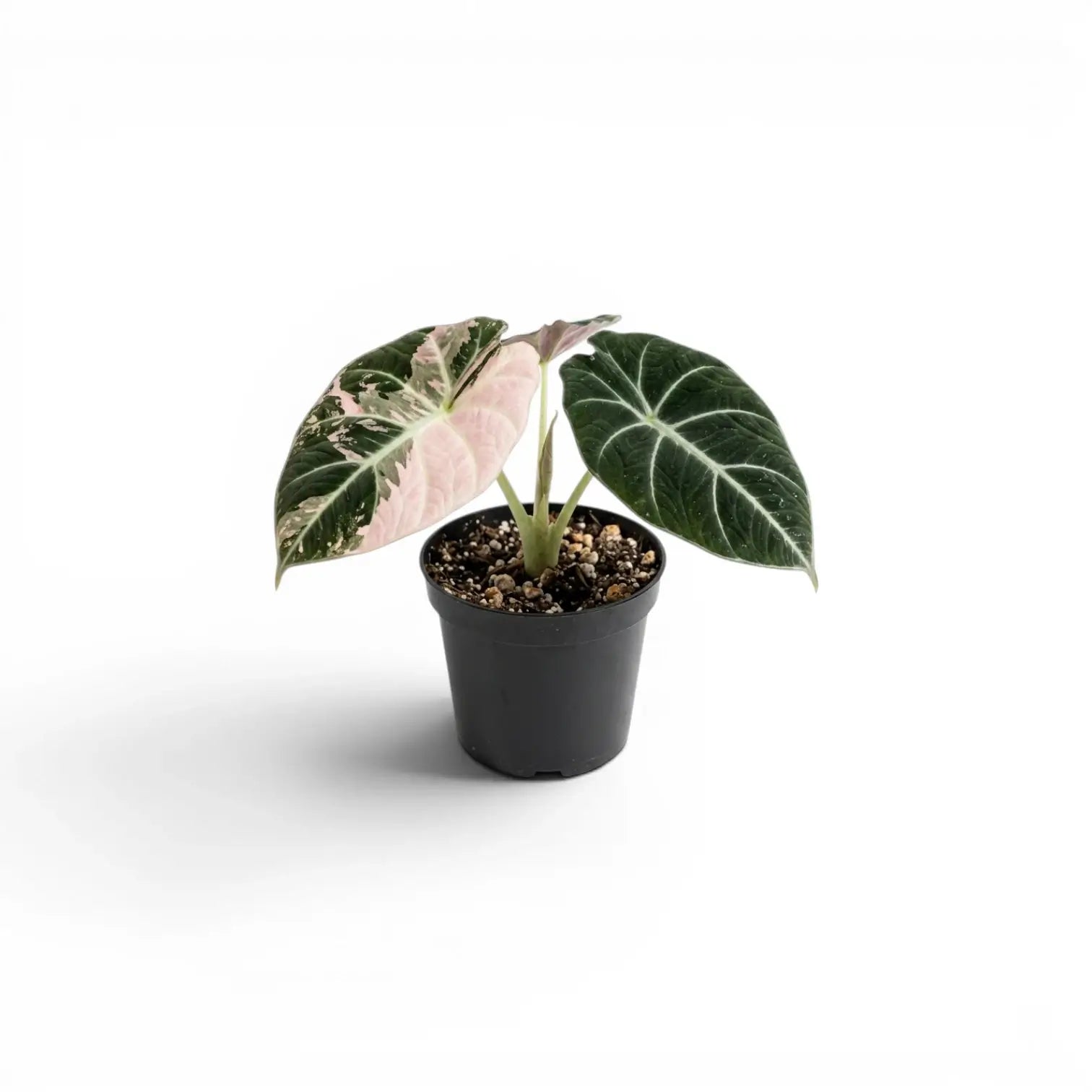 Alocasia reginula pink variegata baby plant with dark green and pink-variegated leaves in a nursery pot on white background