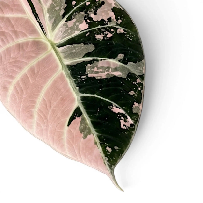 Close up of a dark green and pink variegated leaf of Alocasia reginula pink variegata on white background