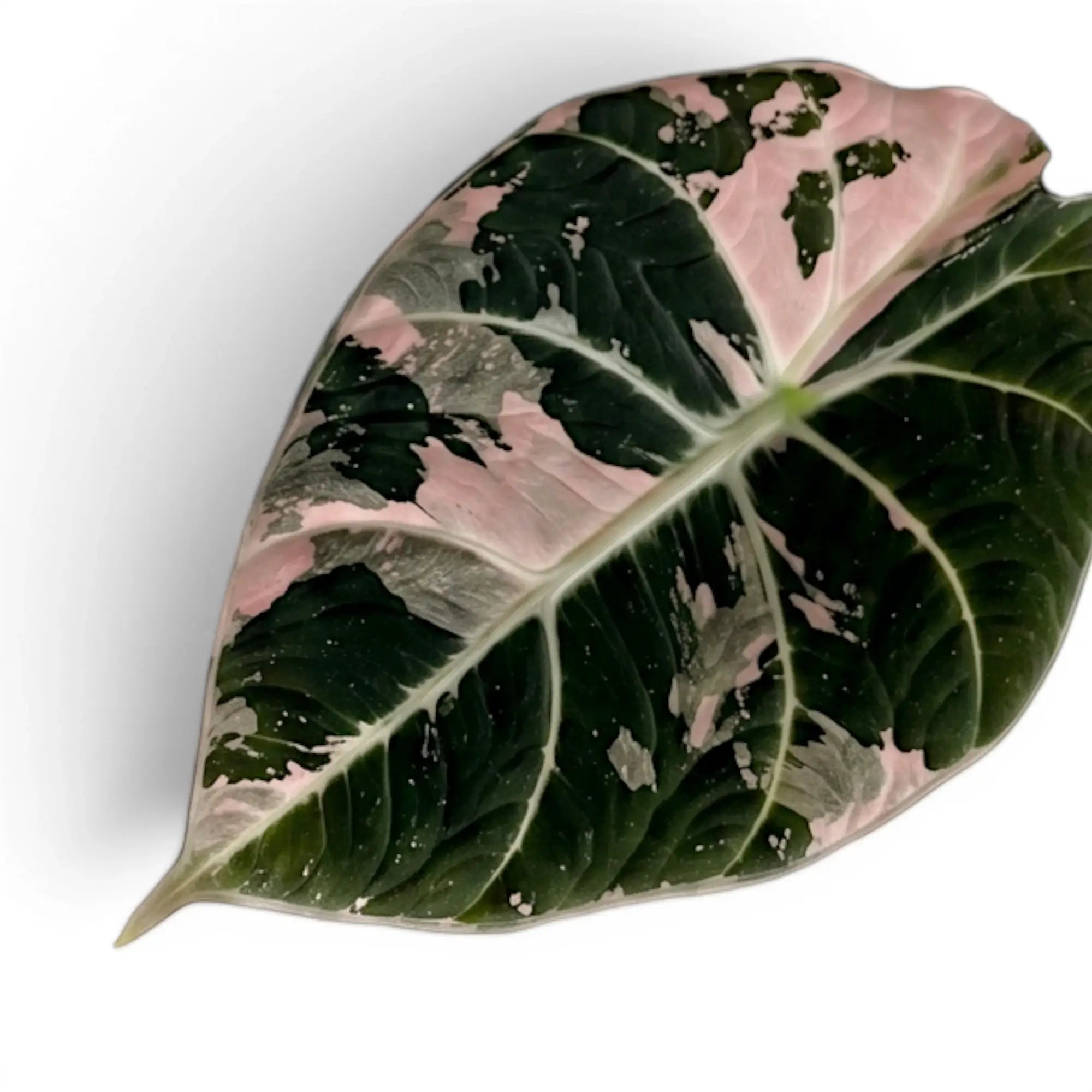 Nahaufnahme eines Blatts von Alocasia reginula pink variegata mit dunkelgrüner und rosa Panaschierung vor weißem Hintergrund