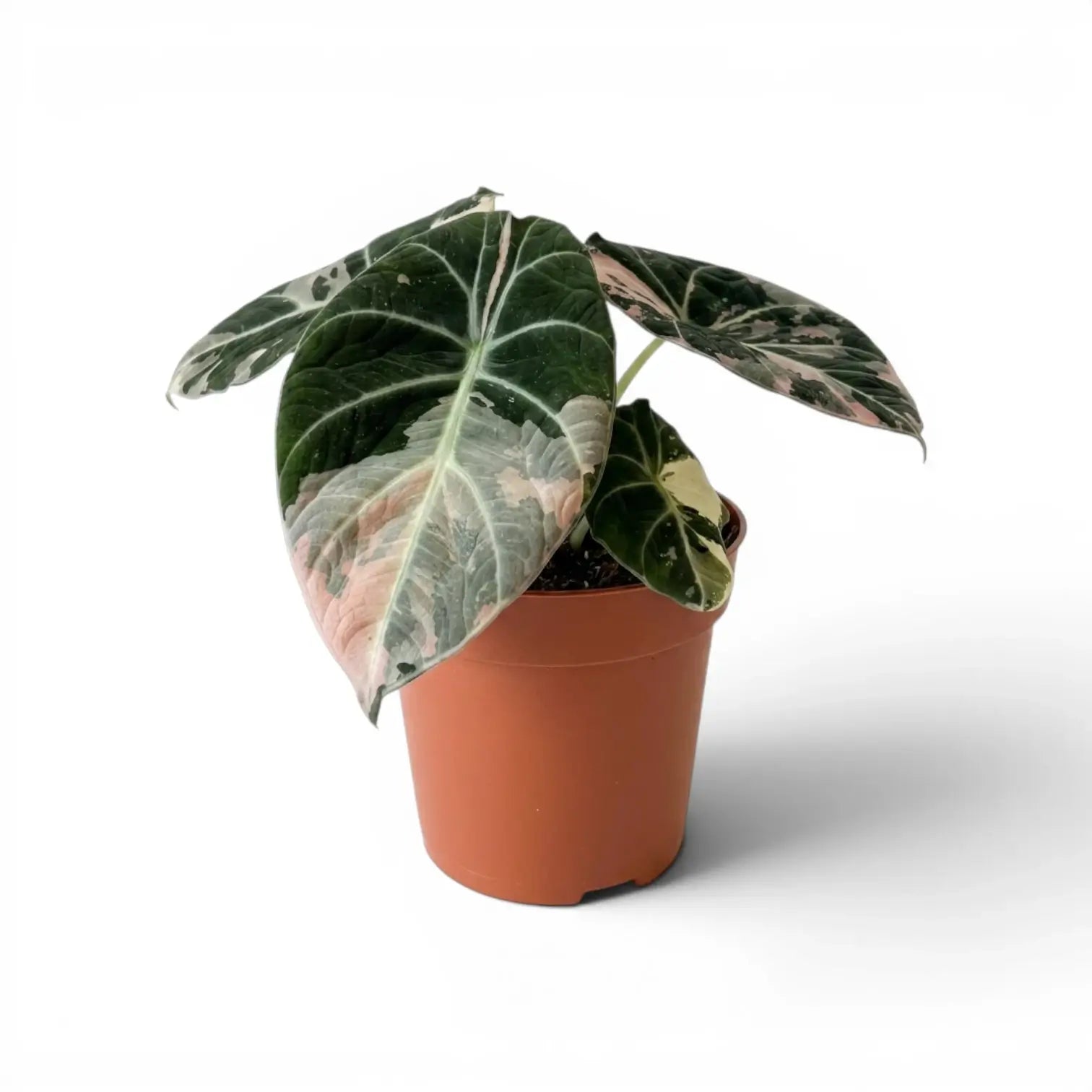 Potted Alocasia reginula pink variegata plant with pink and white variegated leaves on a white background
