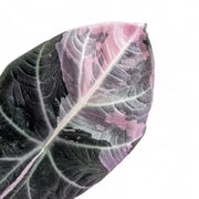 Nahaufnahme eines Blatts von Alocasia reginula Pink Variegated vor weißem Hintergrund.