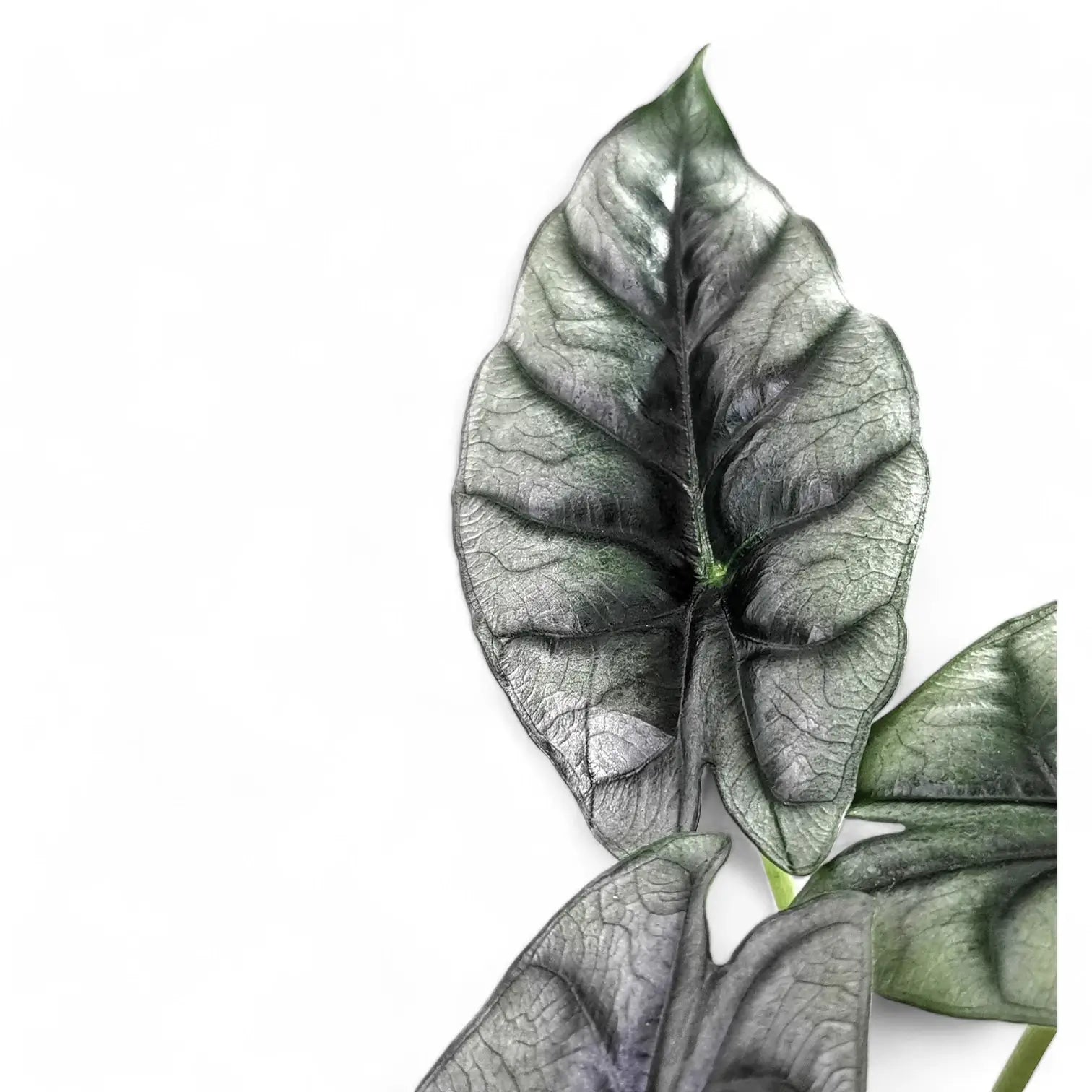 Nahaufnahme eines Blatts von Alocasia reversa vor weißem Hintergrund.