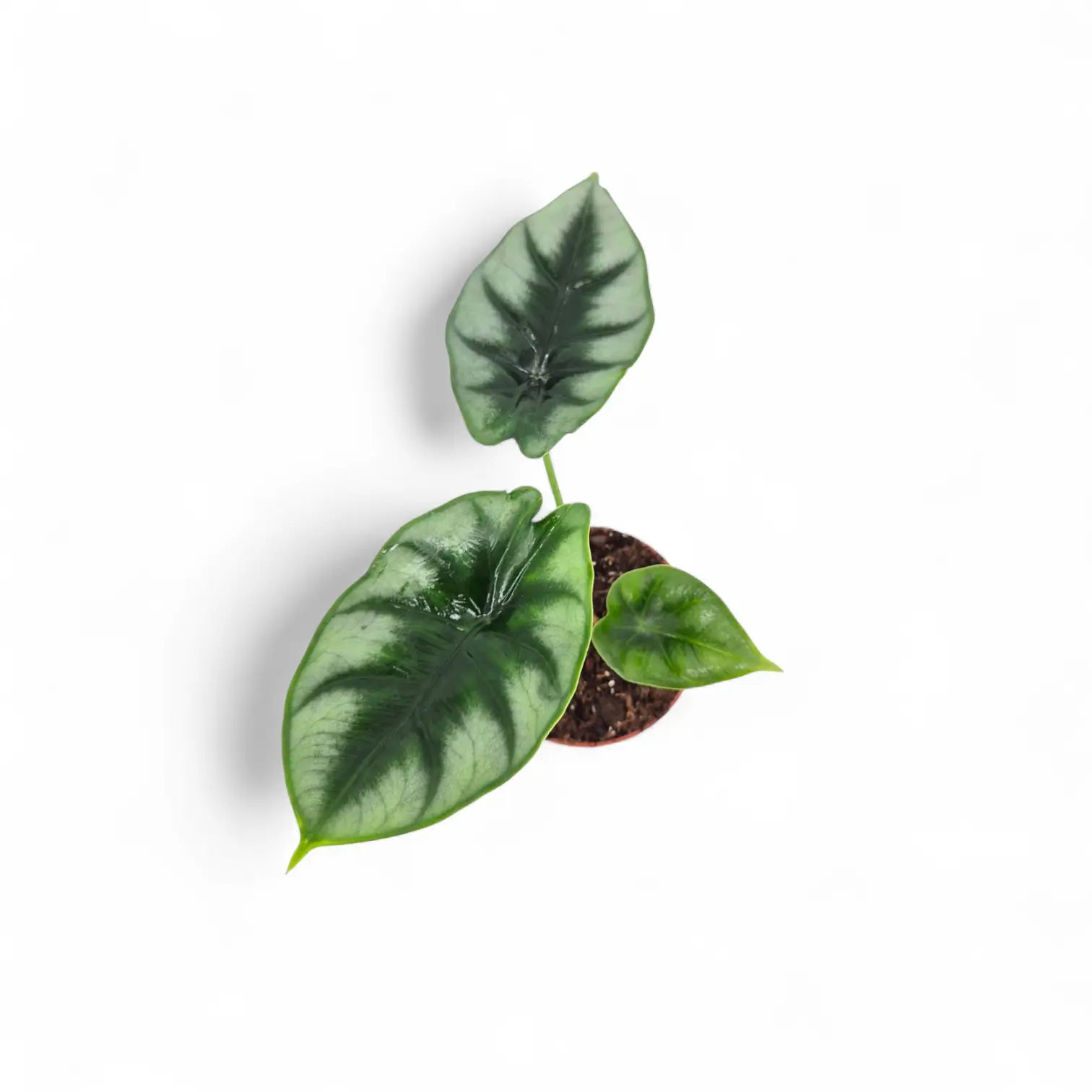 Alocasia reversa – Topfpflanze im Kulturtopf vor weißem Hintergrund, Produktfoto 6.