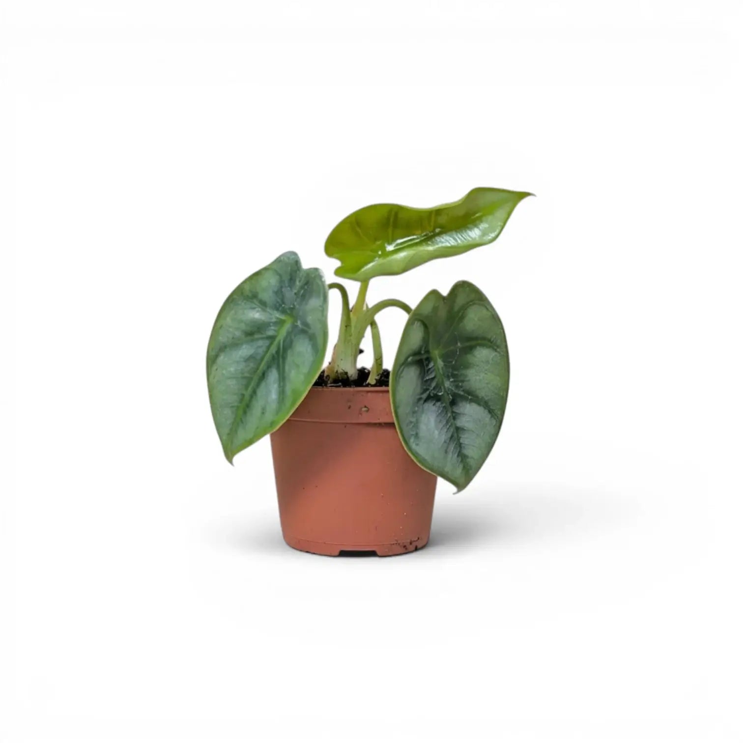 Alocasia reversa