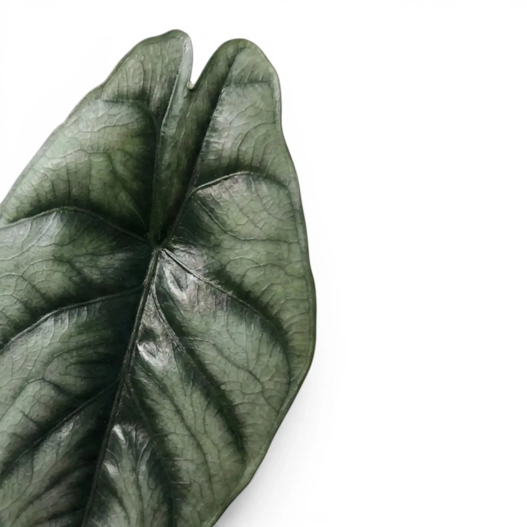 Alocasia reversa