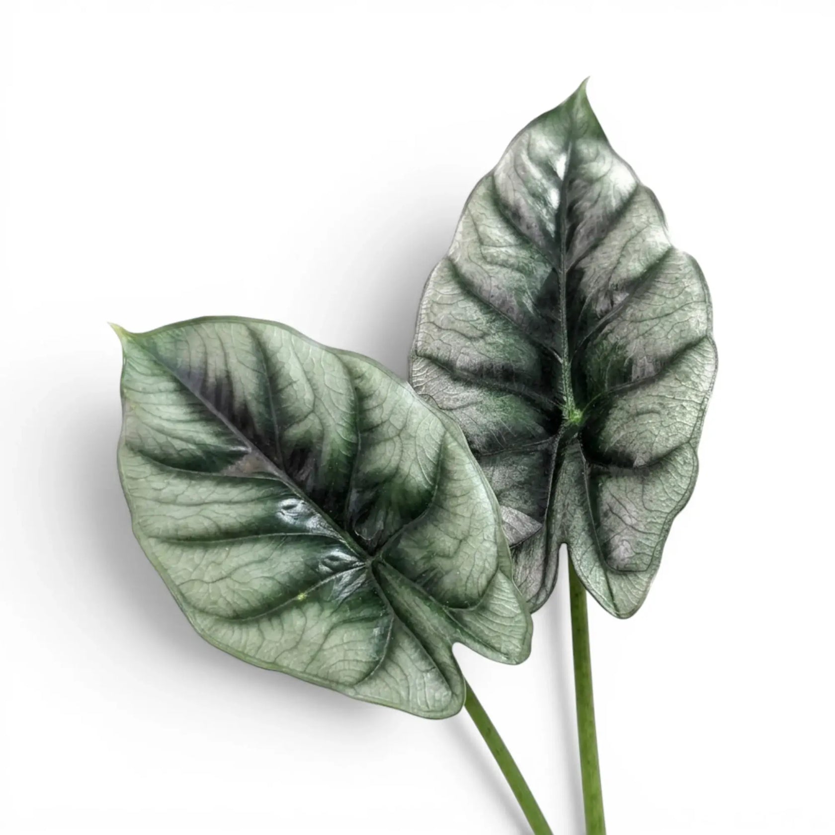 Alocasia reversa