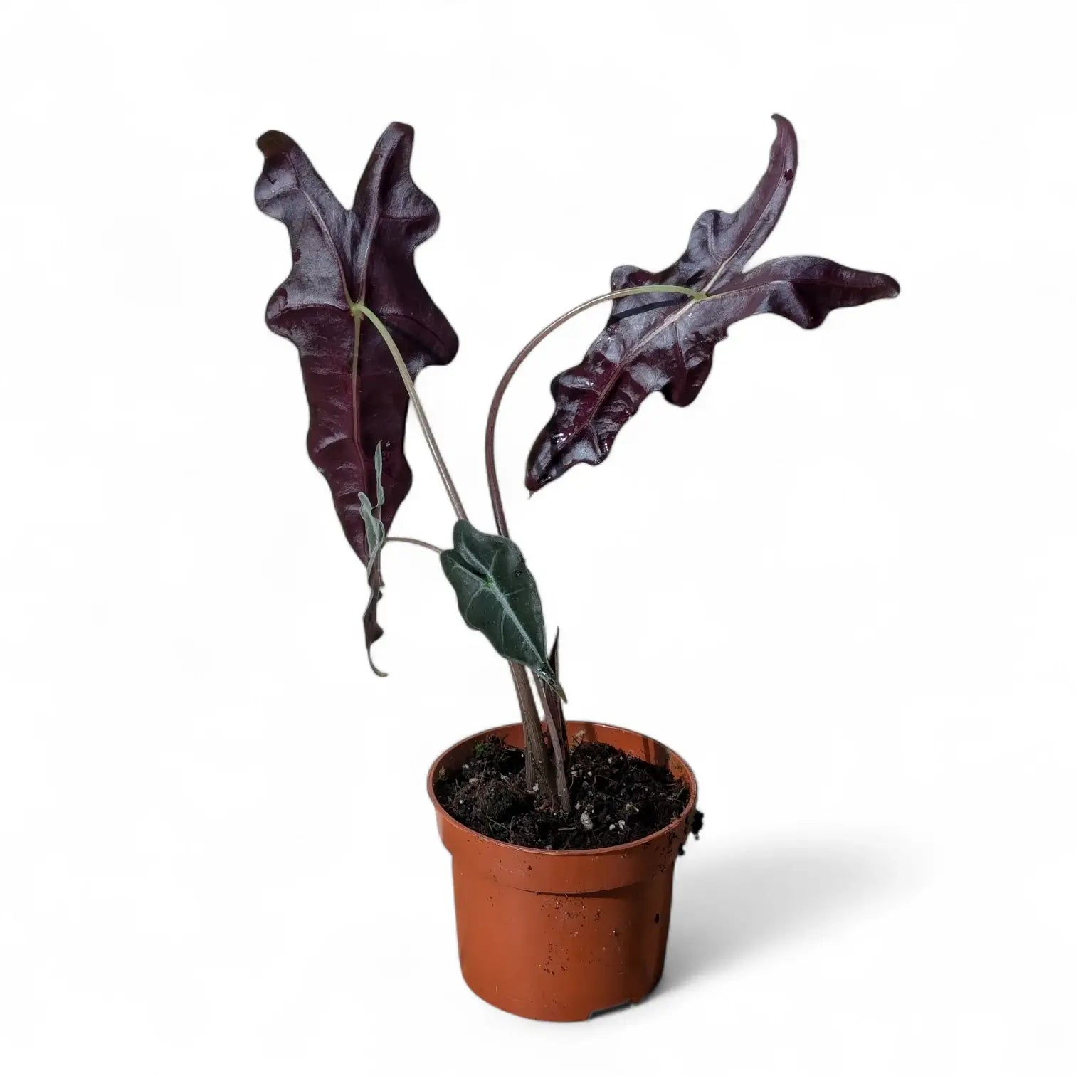 Alocasia sanderiana 'Nobilis' – Topfpflanze im Kulturtopf vor weißem Hintergrund, Produktfoto 3.