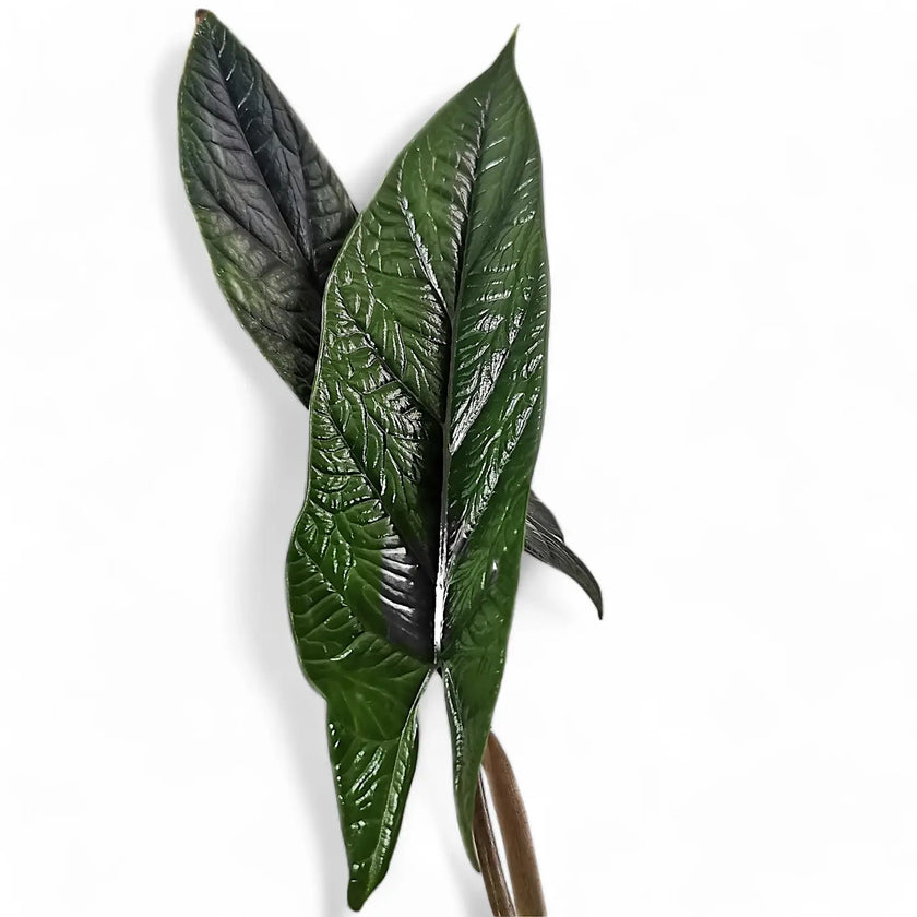 Nahaufnahme eines Blatts von Alocasia scalprum vor weißem Hintergrund.