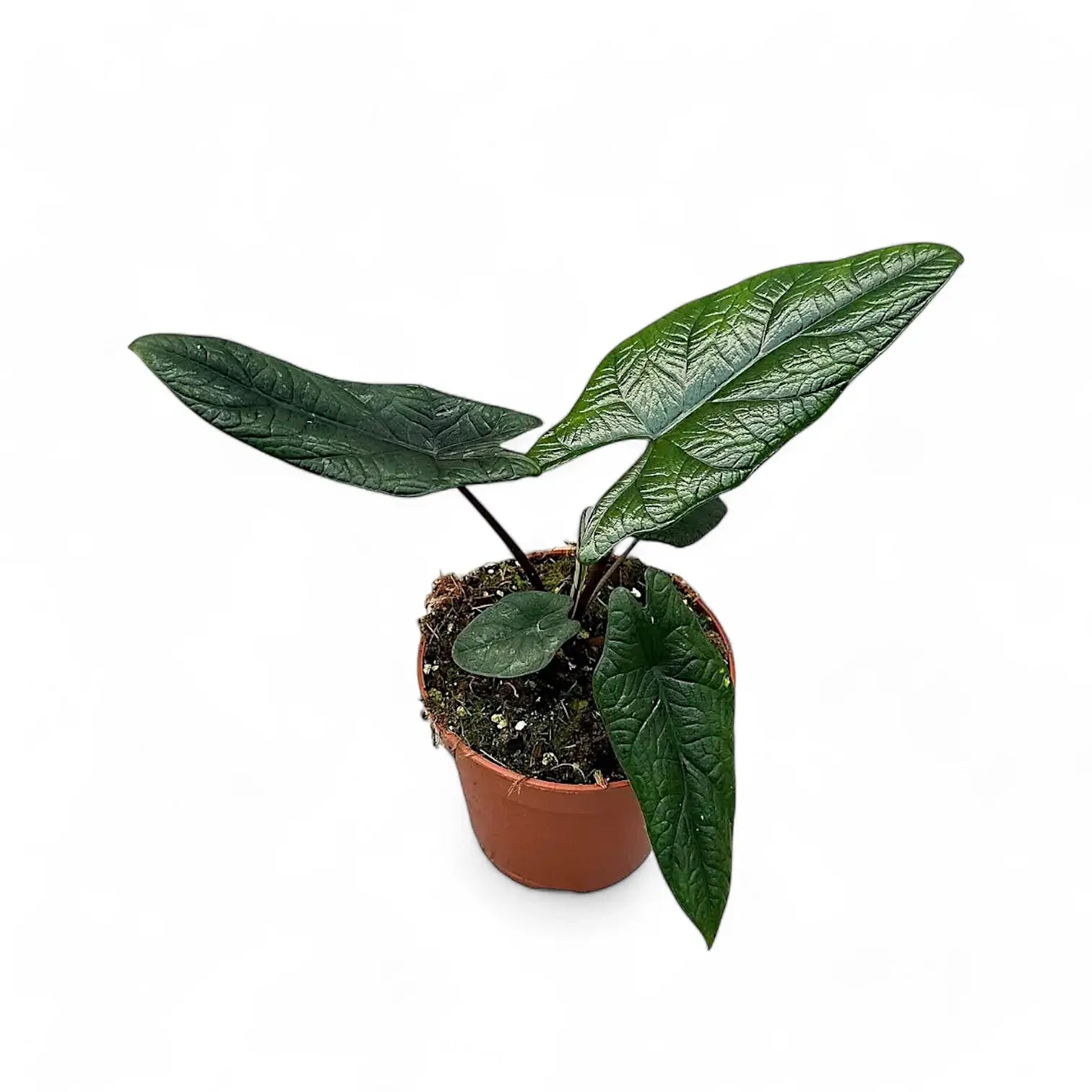 Alocasia scalprum potted plant in nursery pot on white background.