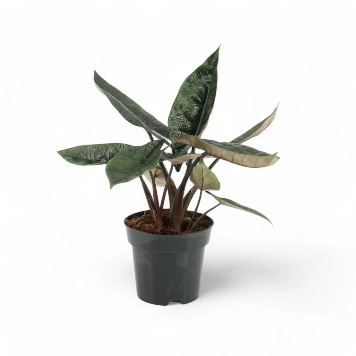Alocasia scalprum potted plant in nursery pot on white background.