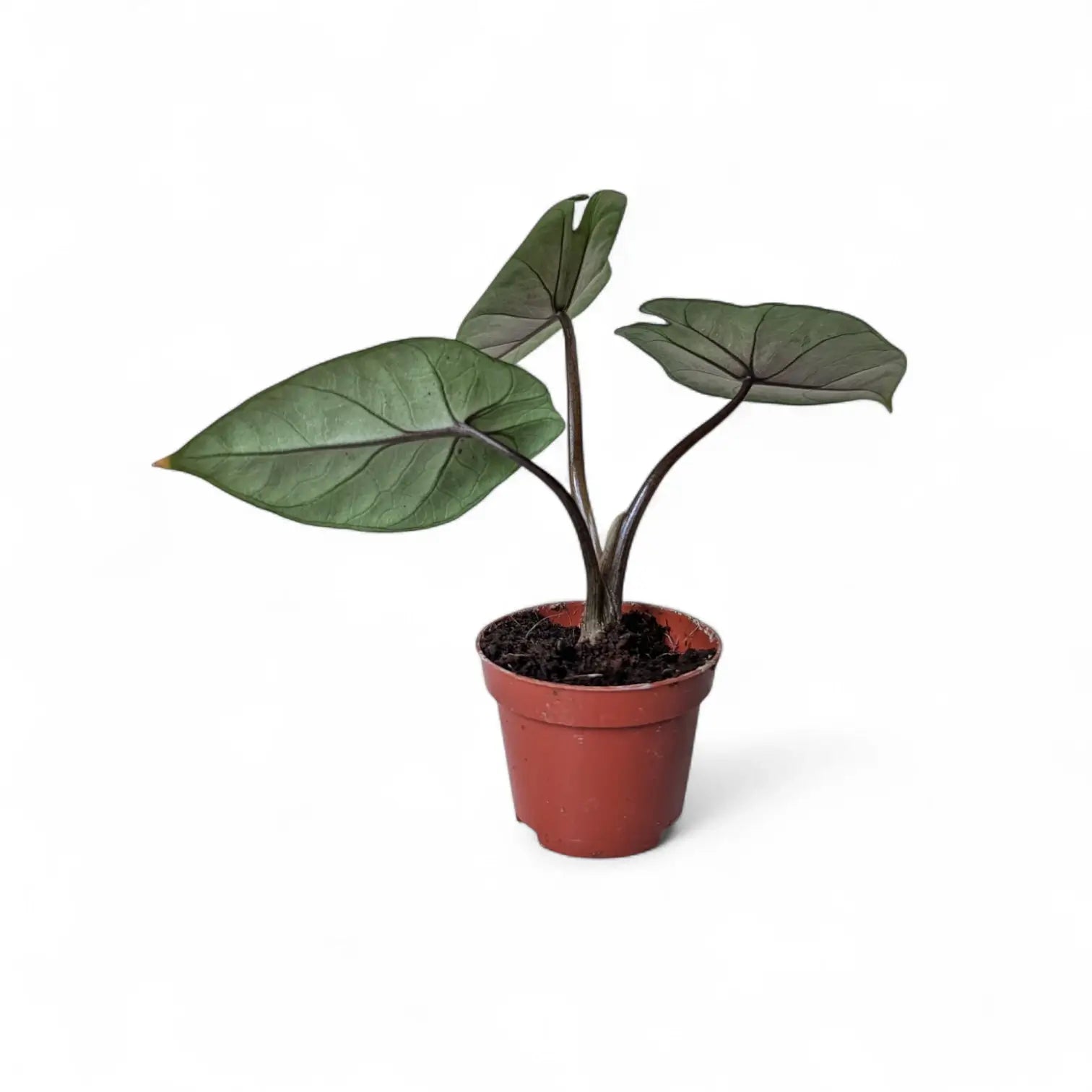 Alocasia scalprum potted plant in nursery pot on white background.
