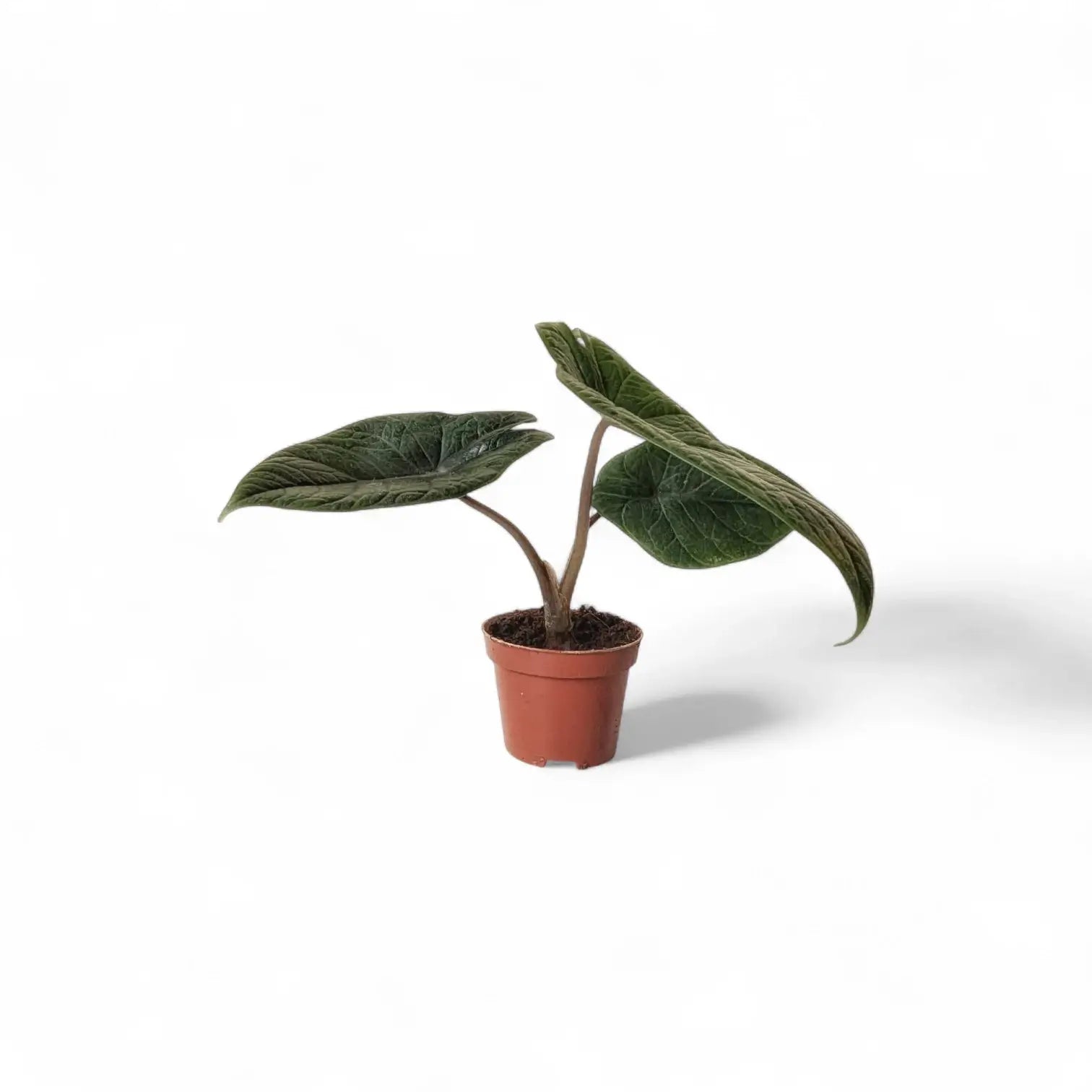 Alocasia scalprum potted plant in nursery pot on white background.