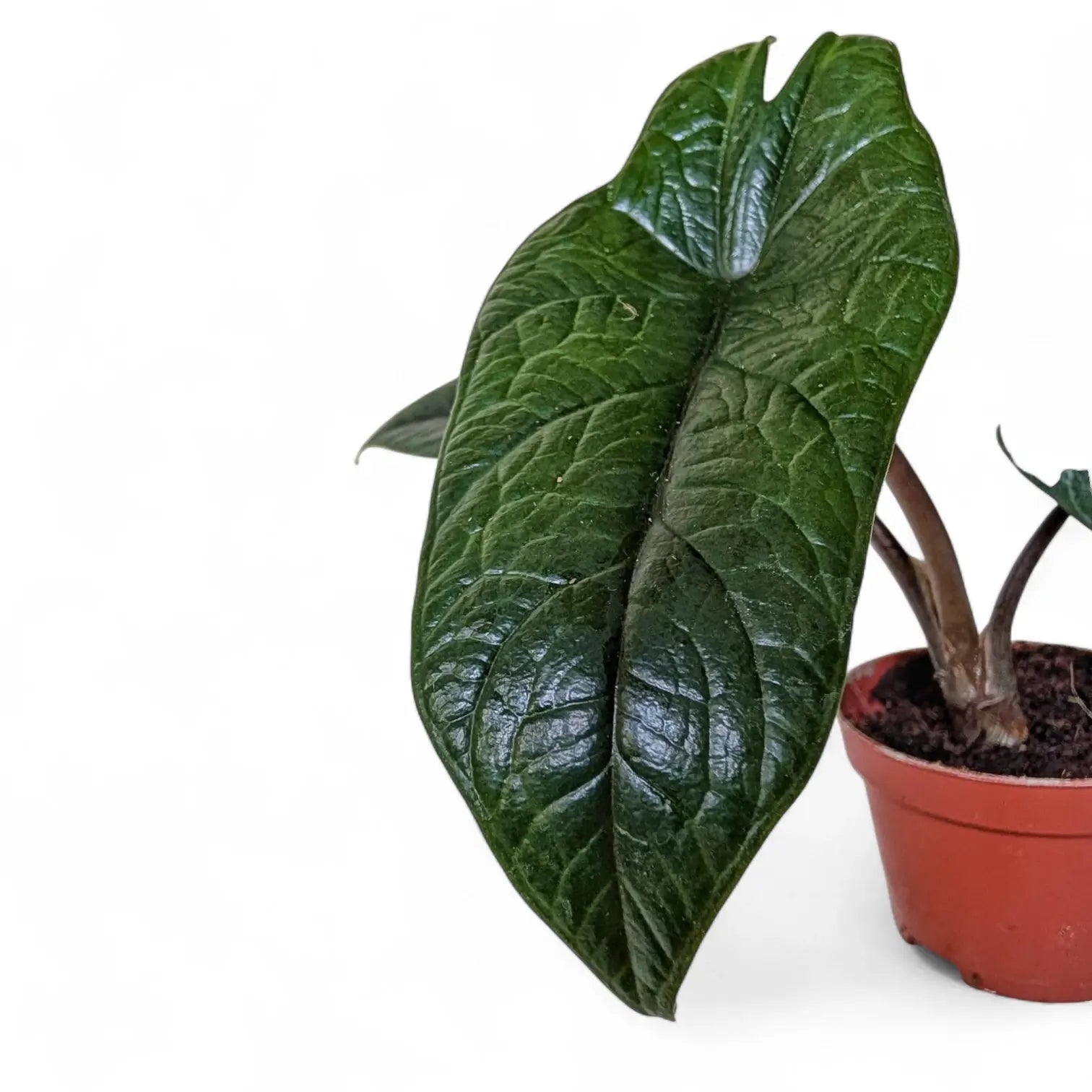 Alocasia scalprum potted plant in nursery pot on white background.