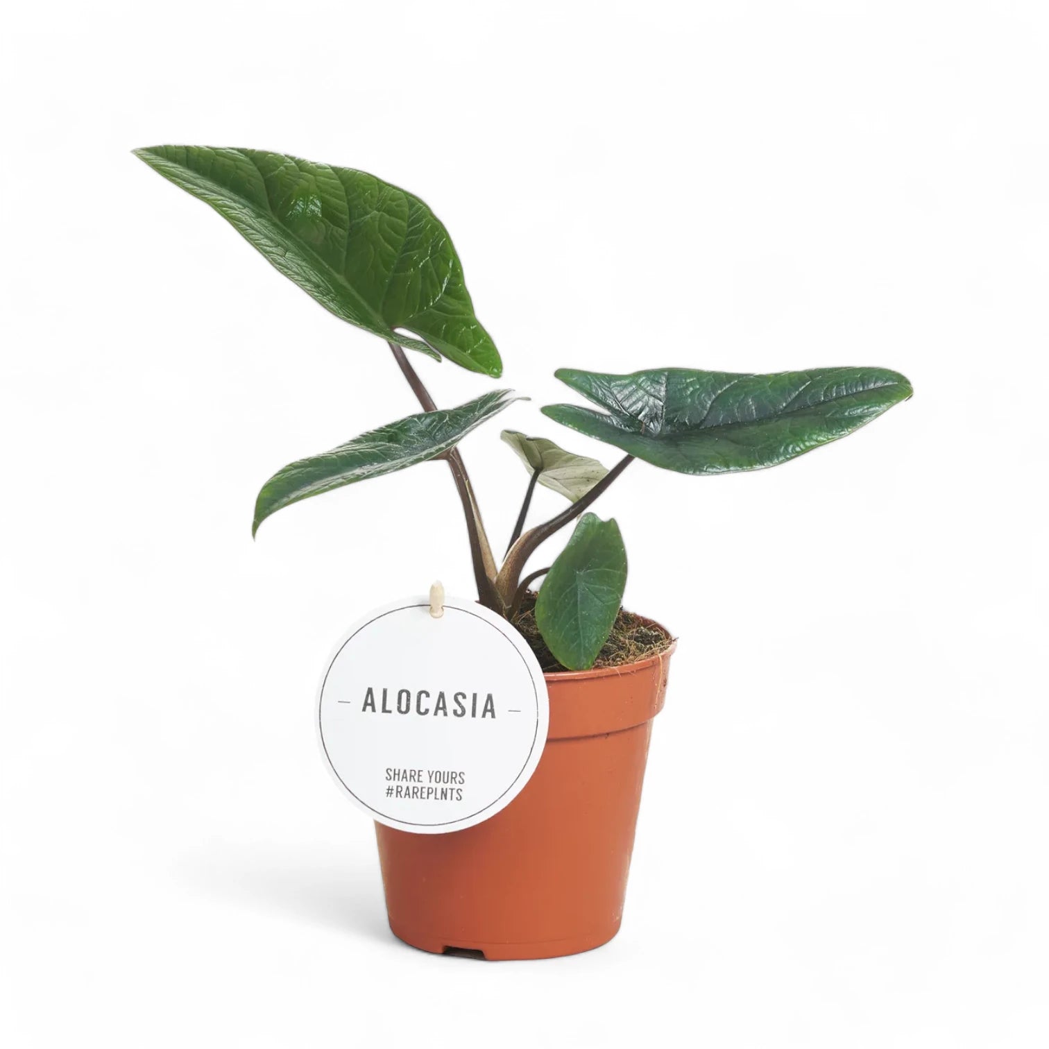 Alocasia scalprum potted plant in nursery pot on white background.