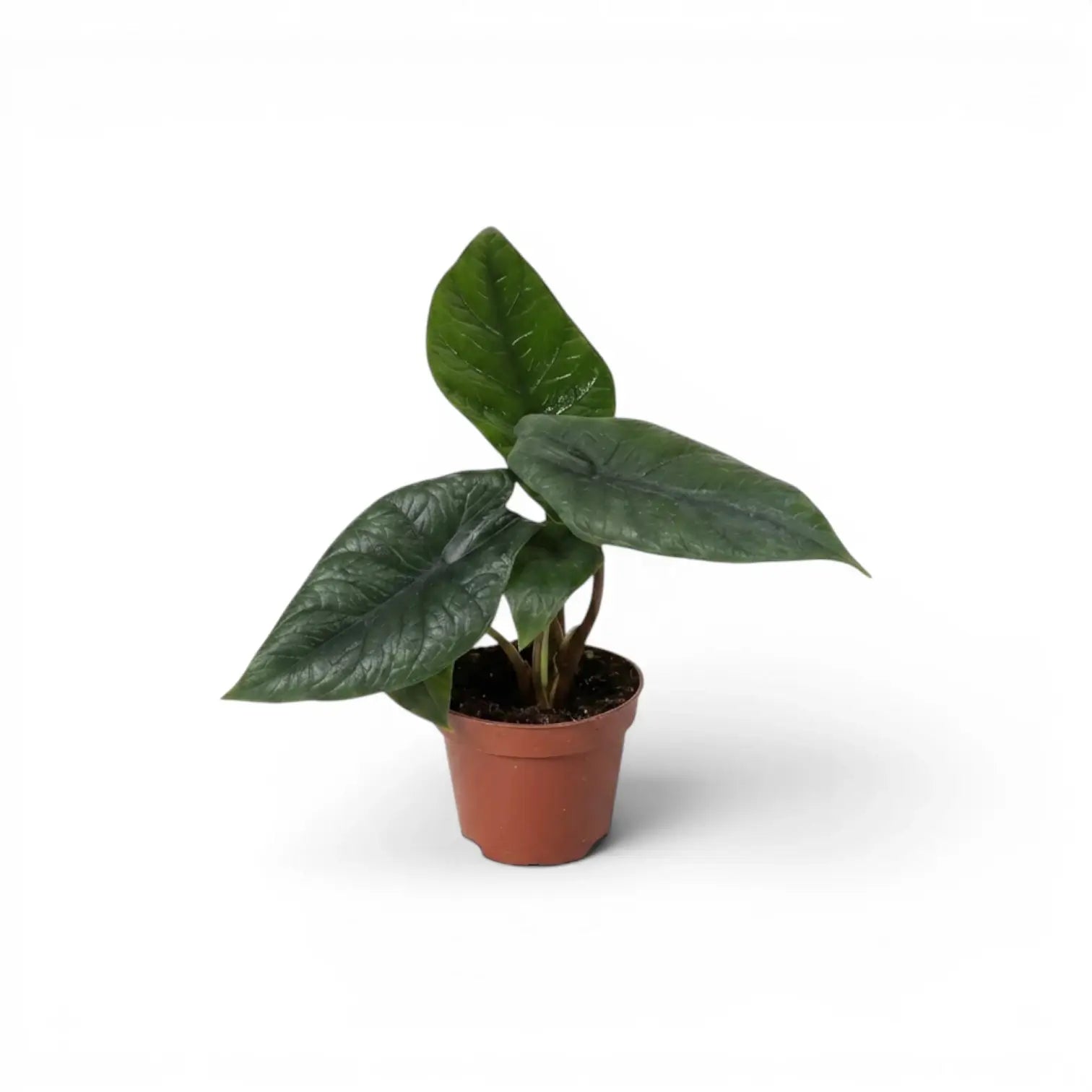 Alocasia scalprum