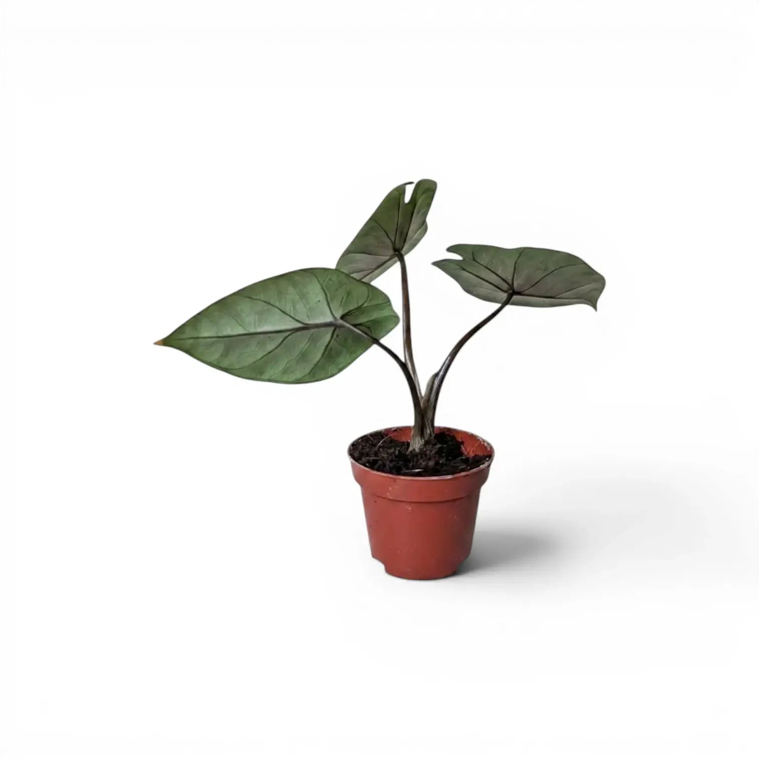 Alocasia scalprum