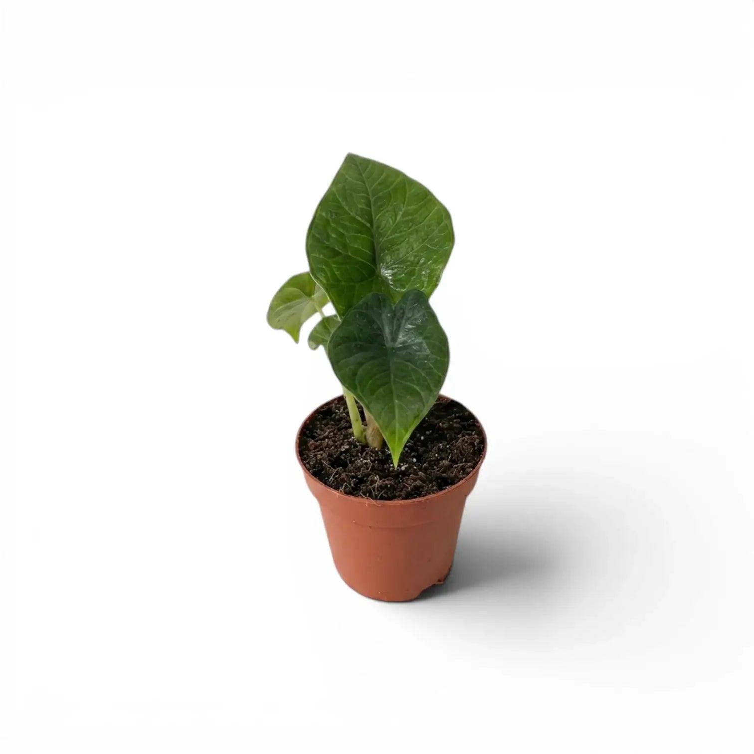 Alocasia scalprum
