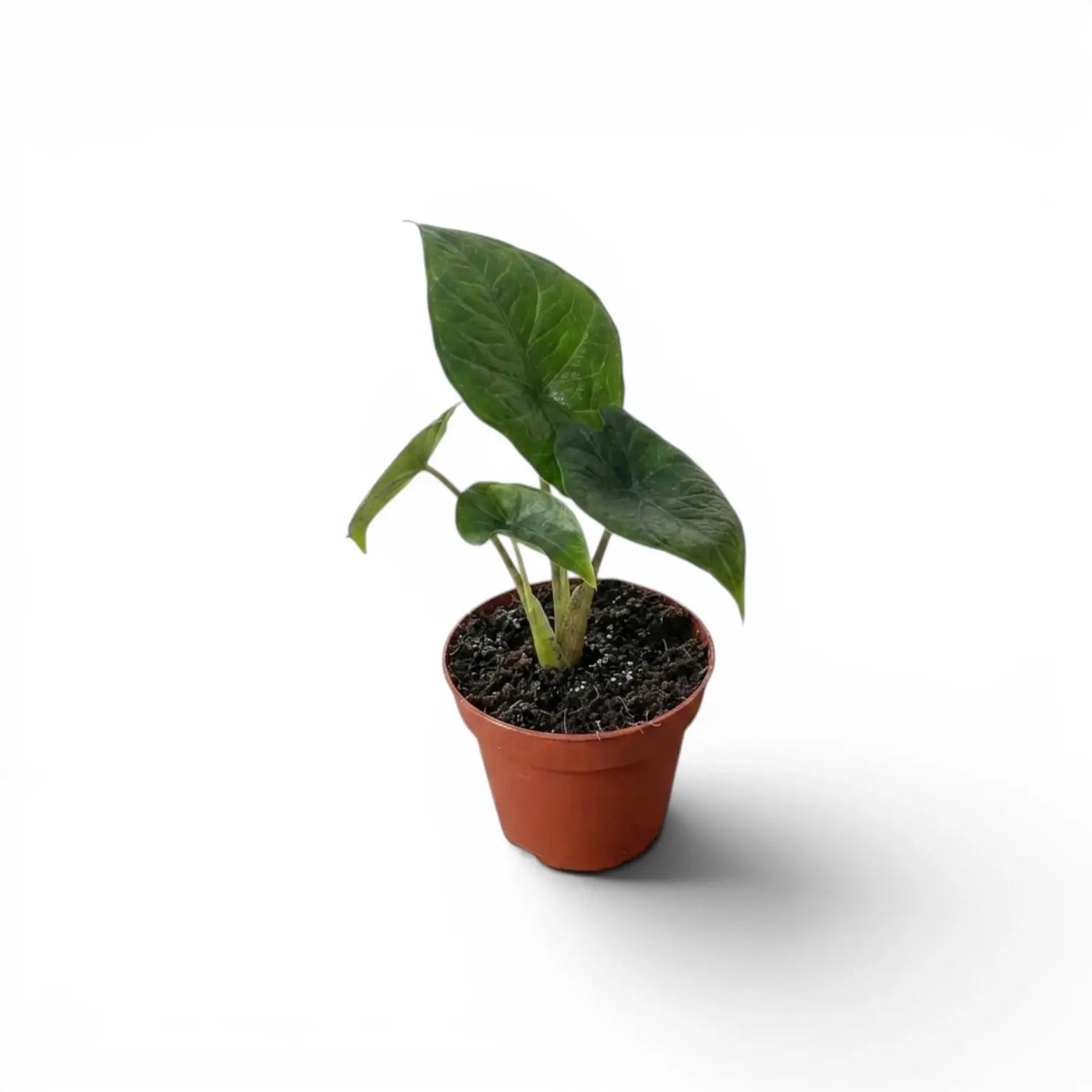 Alocasia scalprum