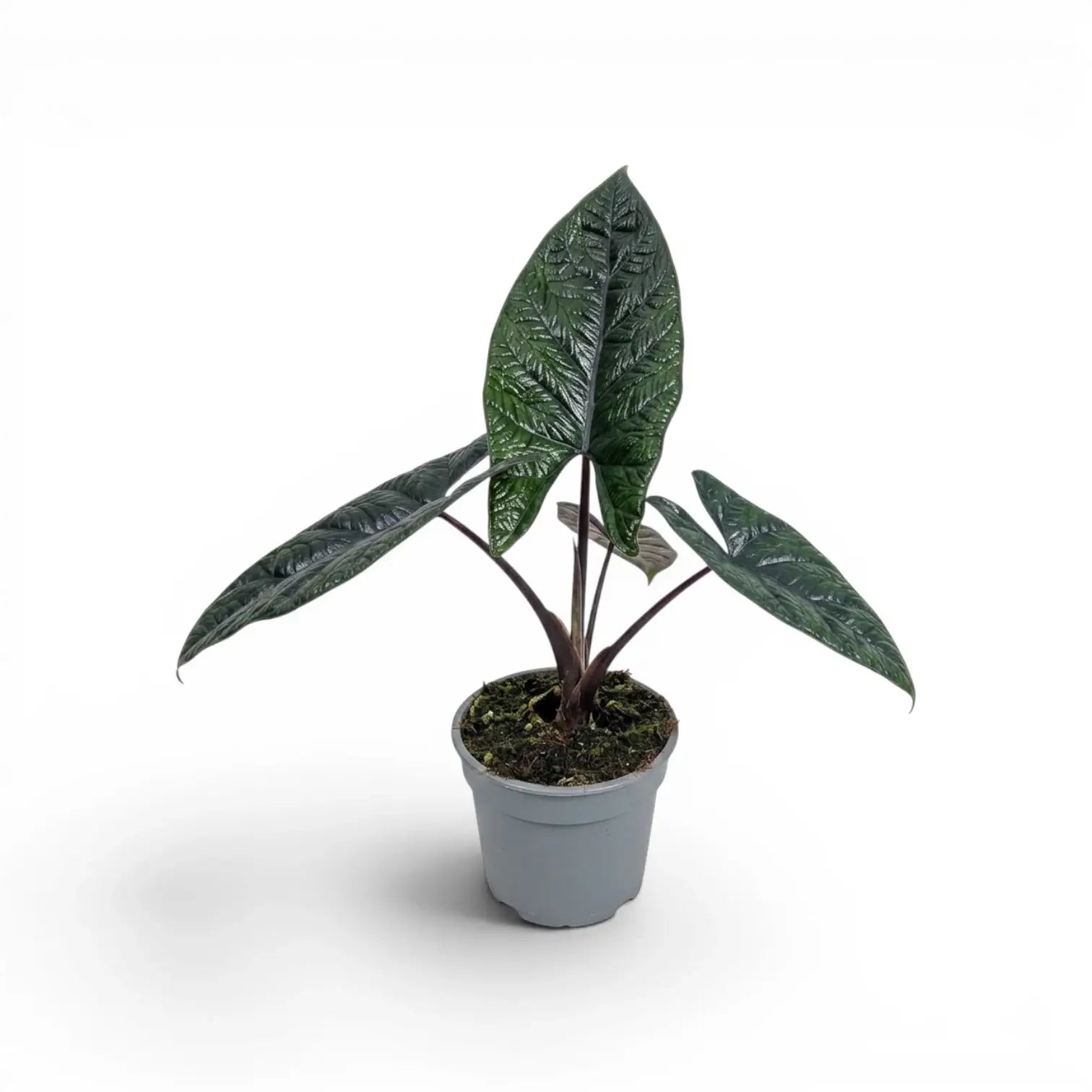 Alocasia scalprum