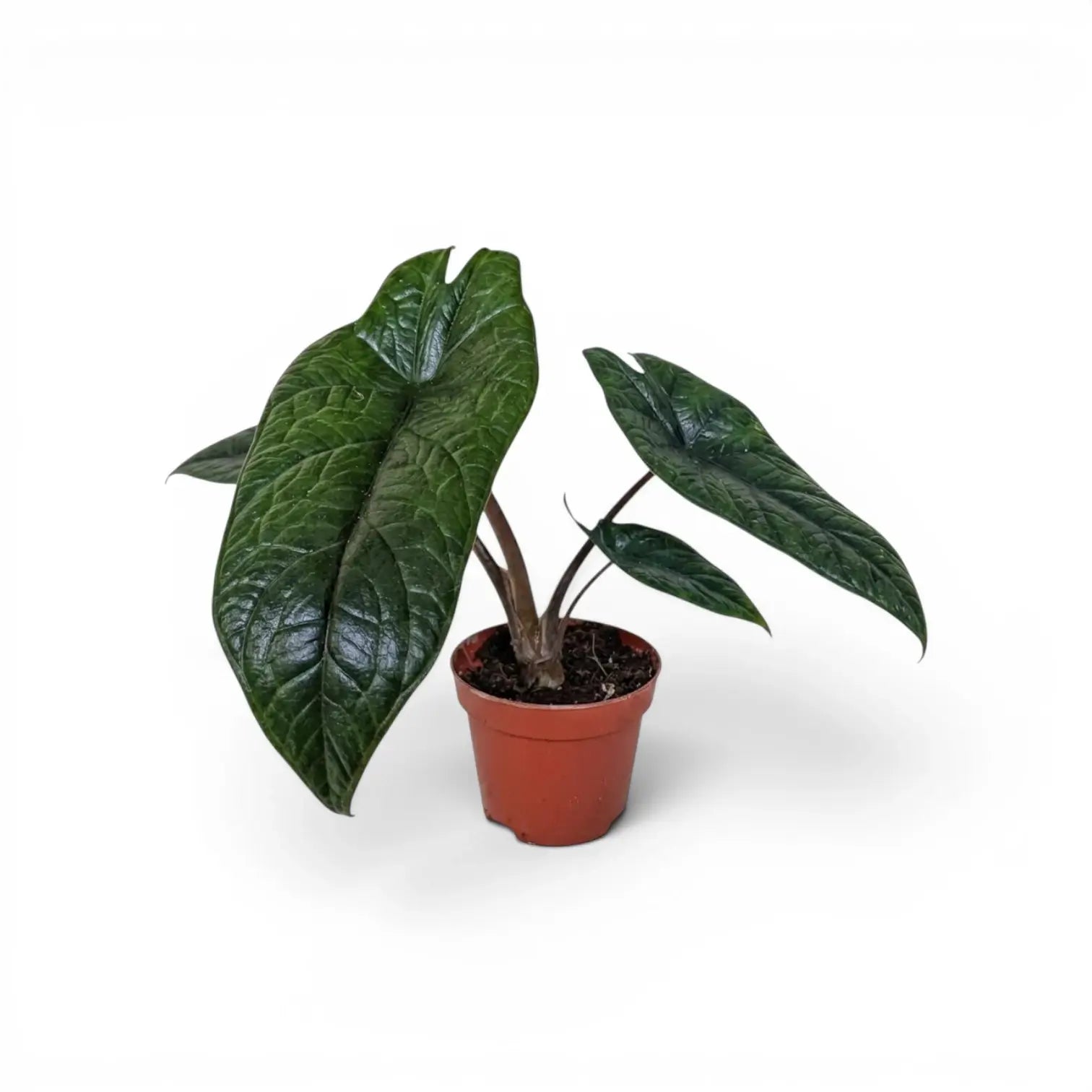 Alocasia scalprum