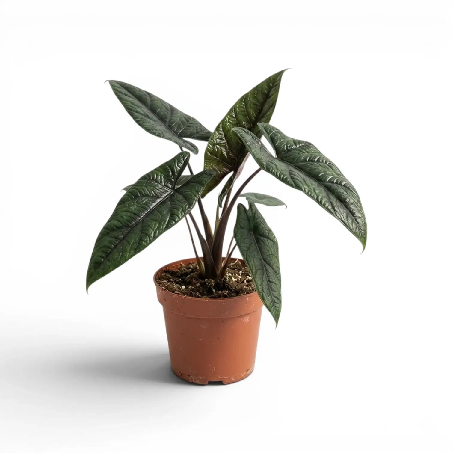 Alocasia scalprum