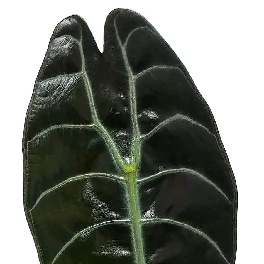 Alocasia ‘Sedenii’ leaf detail on white background.