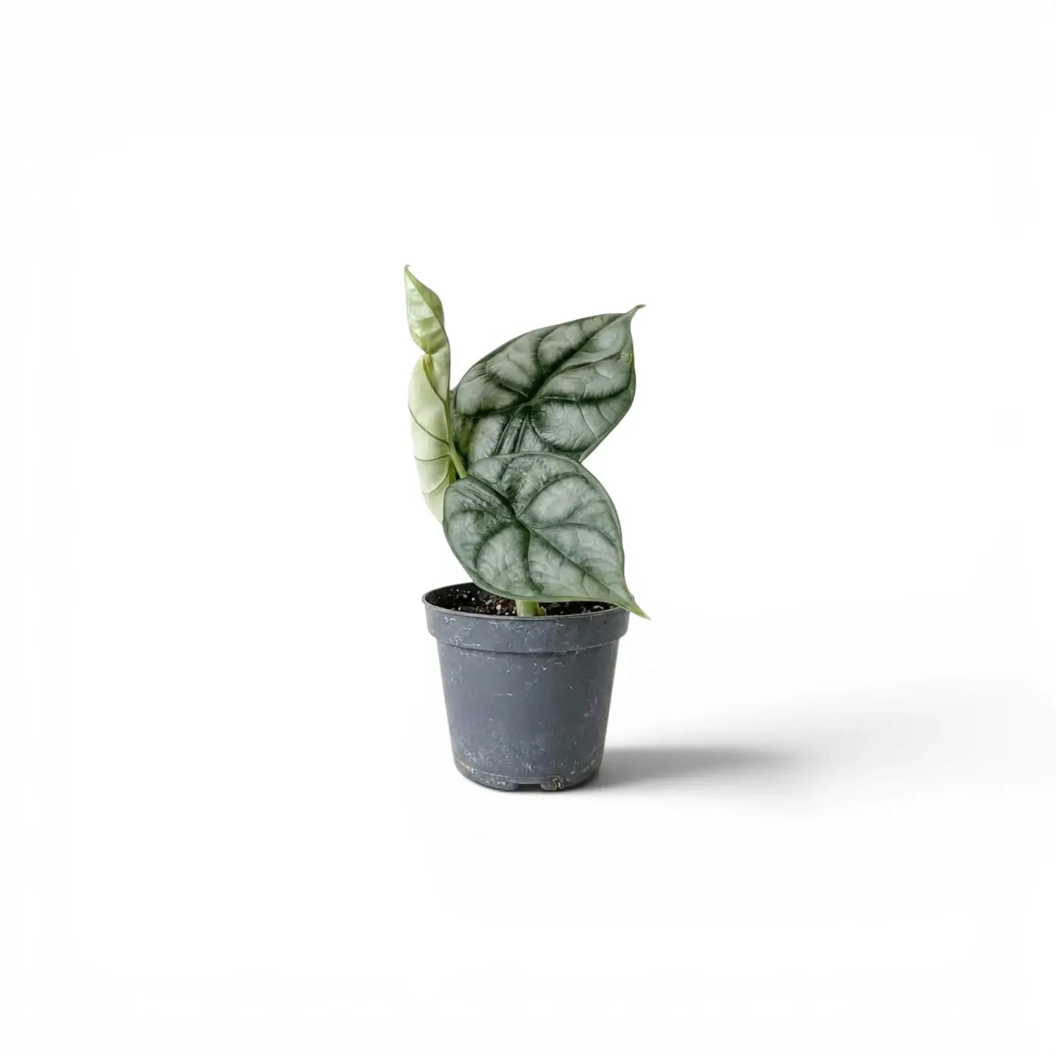 Kleine Alocasia baginda 'Silver Dragon' Jungpflanze im Topf mit silbrigen Blättern auf weißem Hintergrund