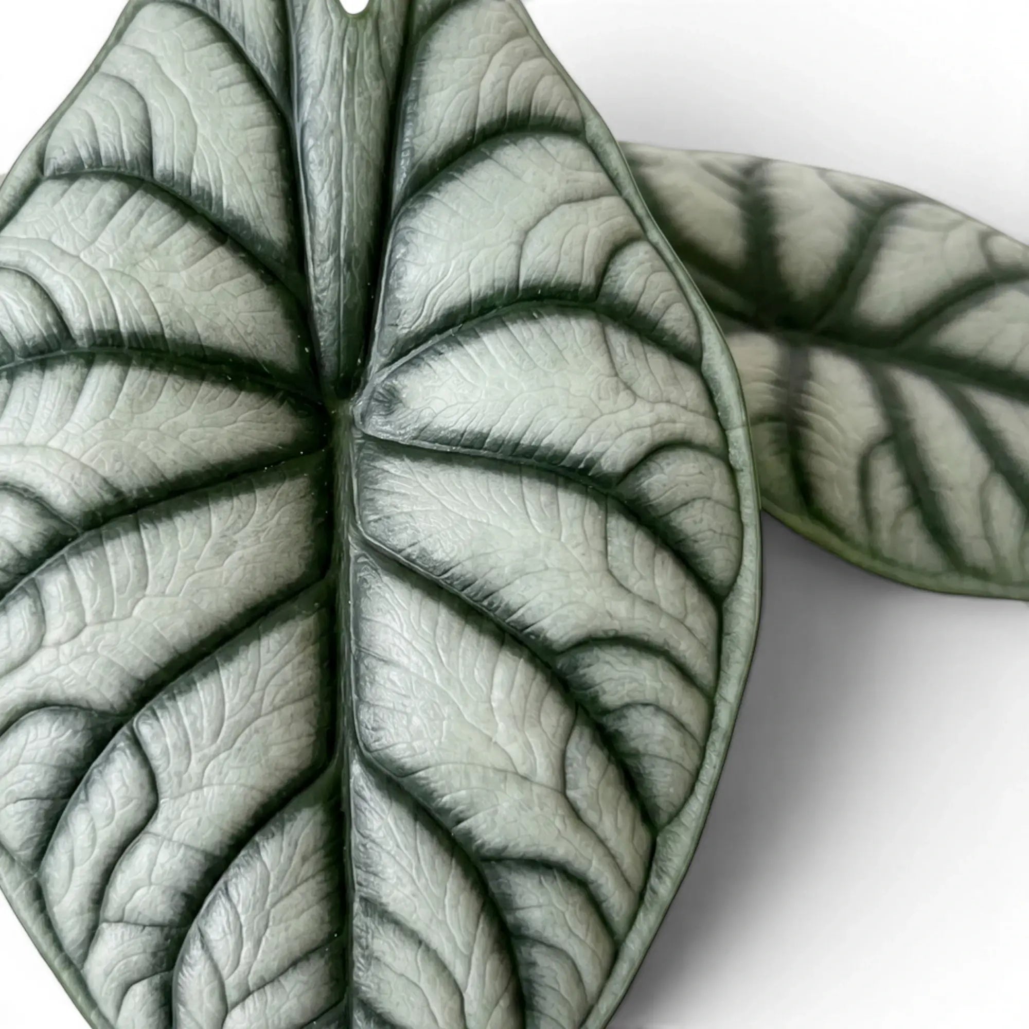 Close-up of Alocasia baginda 'Silver Dragon' leaves with silver blades and dark veins on a white background