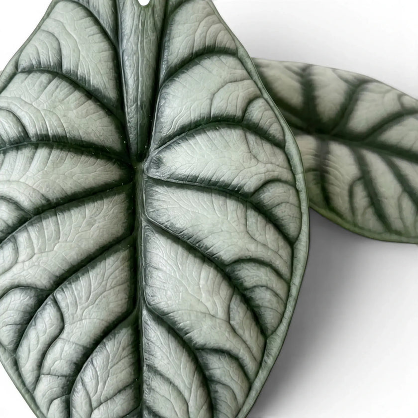 Close-up of Alocasia baginda 'Silver Dragon' leaves with silver blades and dark veins on a white background
