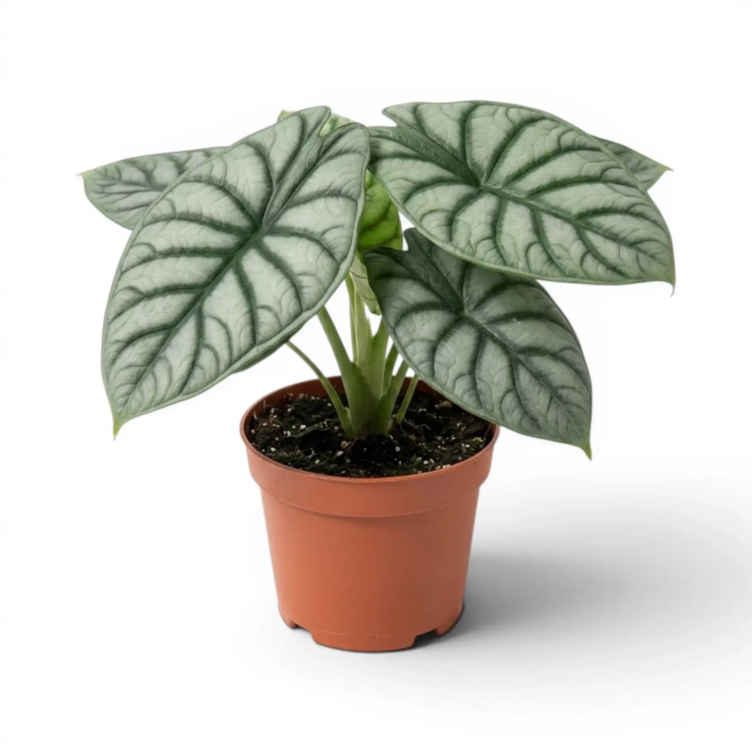 Große Alocasia baginda 'Silver Dragon' im Topf mit silbrigen Blättern auf weißem Hintergrund