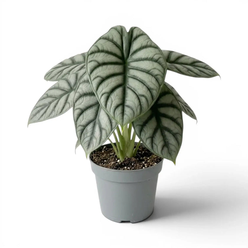 Große Alocasia baginda 'Silver Dragon' im Topf mit silbrigen Blättern auf weißem Hintergrund