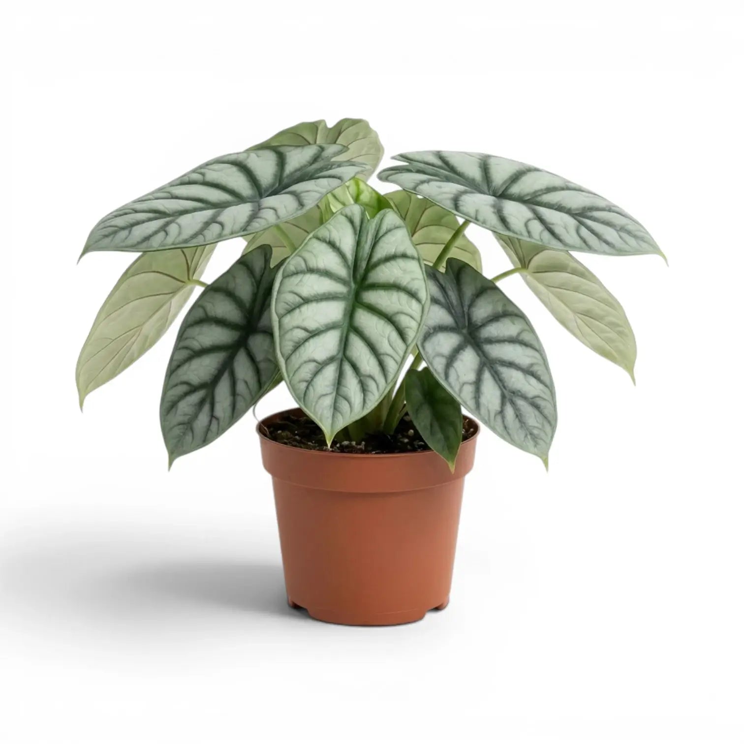 Große Alocasia baginda 'Silver Dragon' im Topf mit silbrigen Blättern auf weißem Hintergrund