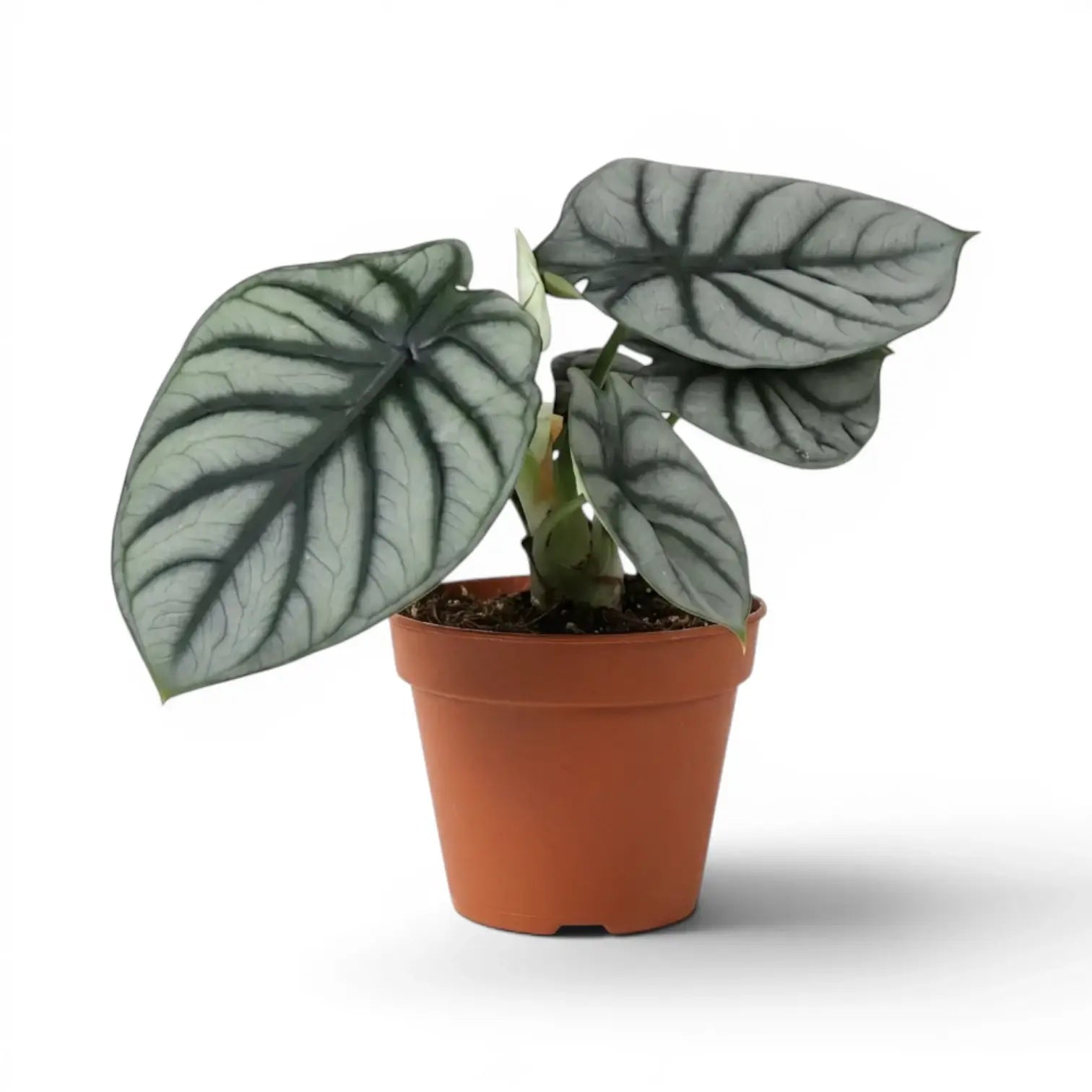 Mittelgroße Alocasia baginda 'Silver Dragon' im Topf mit silbrigen Blättern auf weißem Hintergrund