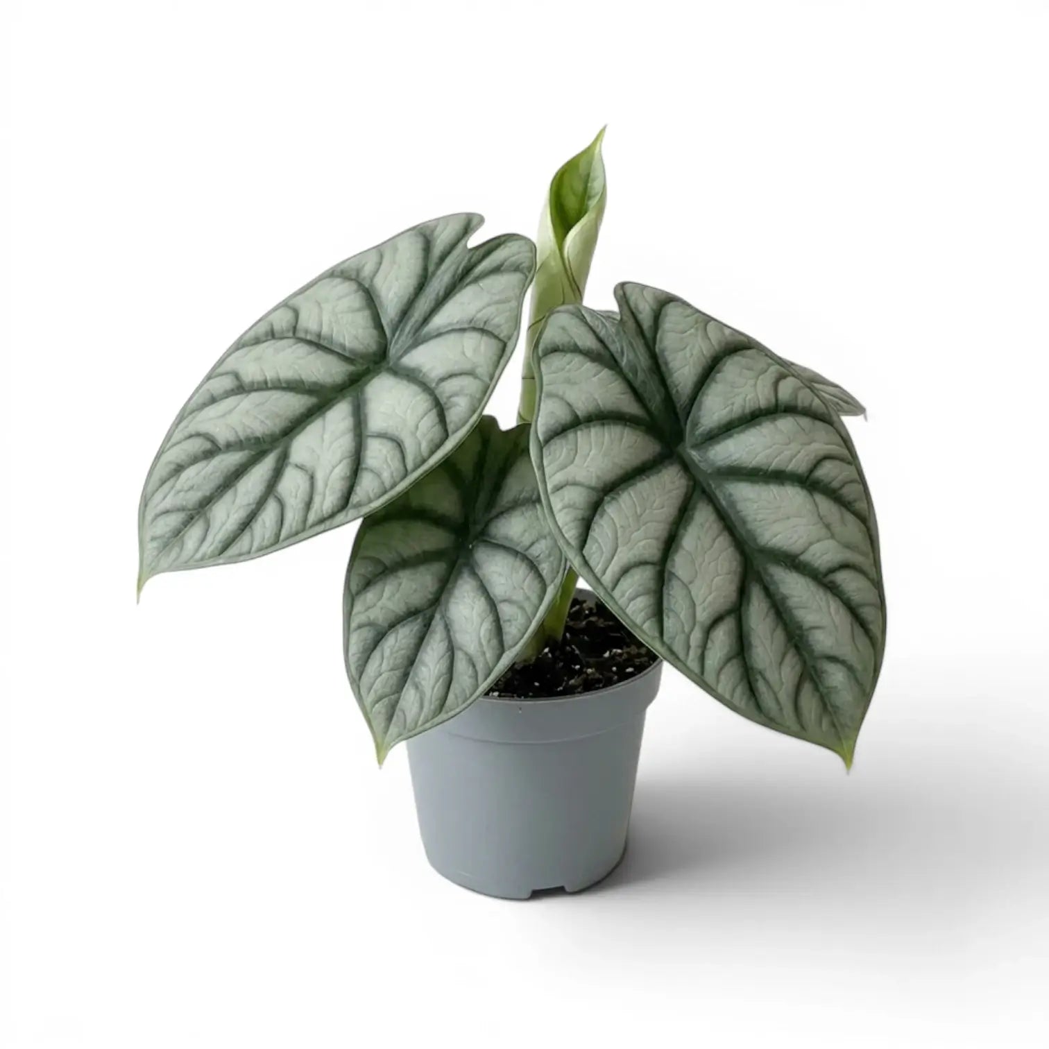 Mittelgroße Alocasia baginda 'Silver Dragon' im Topf mit silbrigen Blättern auf weißem Hintergrund
