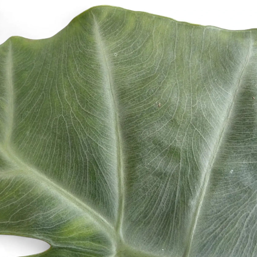 Alocasia 'Silver Feathers' leaf detail on white background.