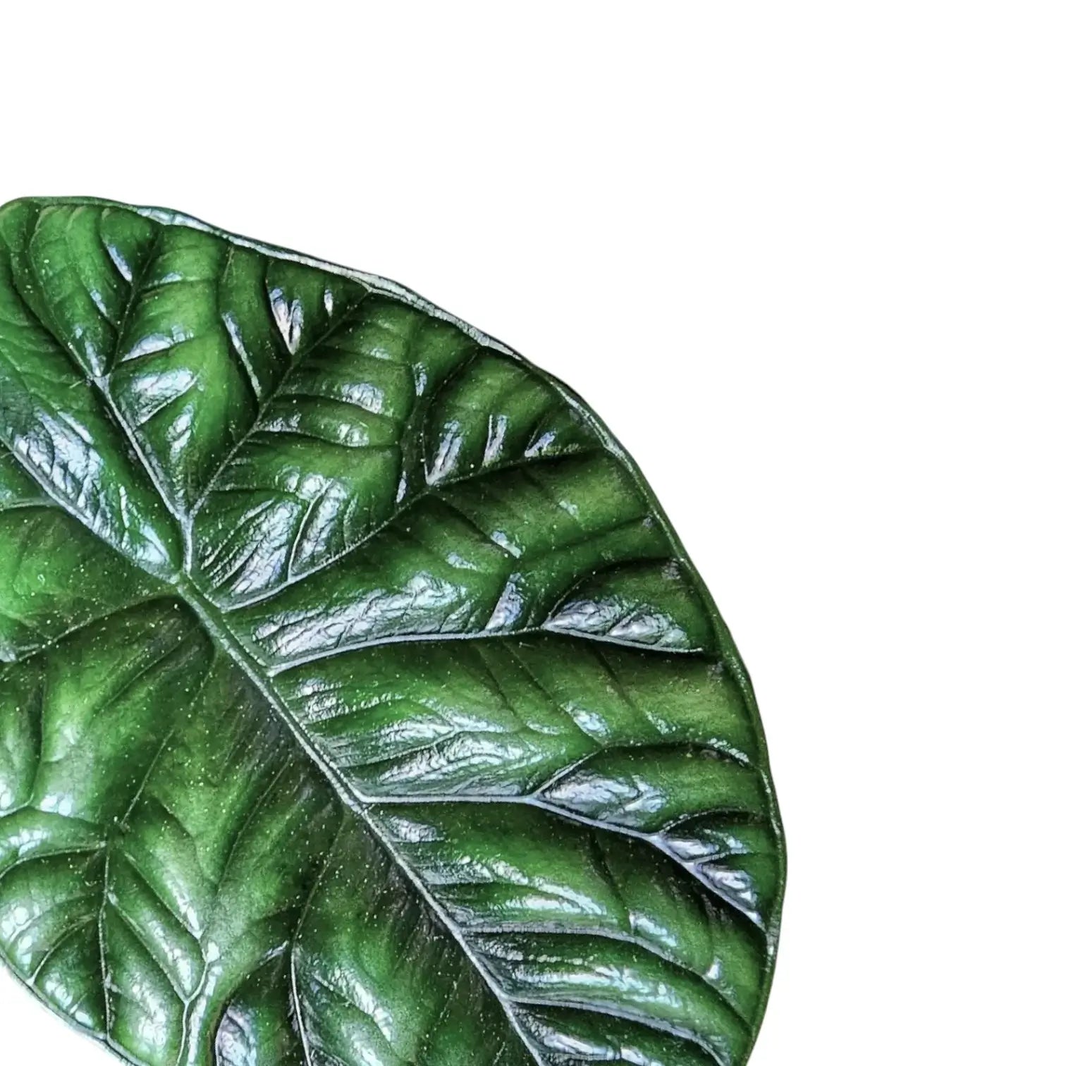 Alocasia sinuata – Topfpflanze im Kulturtopf vor weißem Hintergrund, Produktfoto 10.