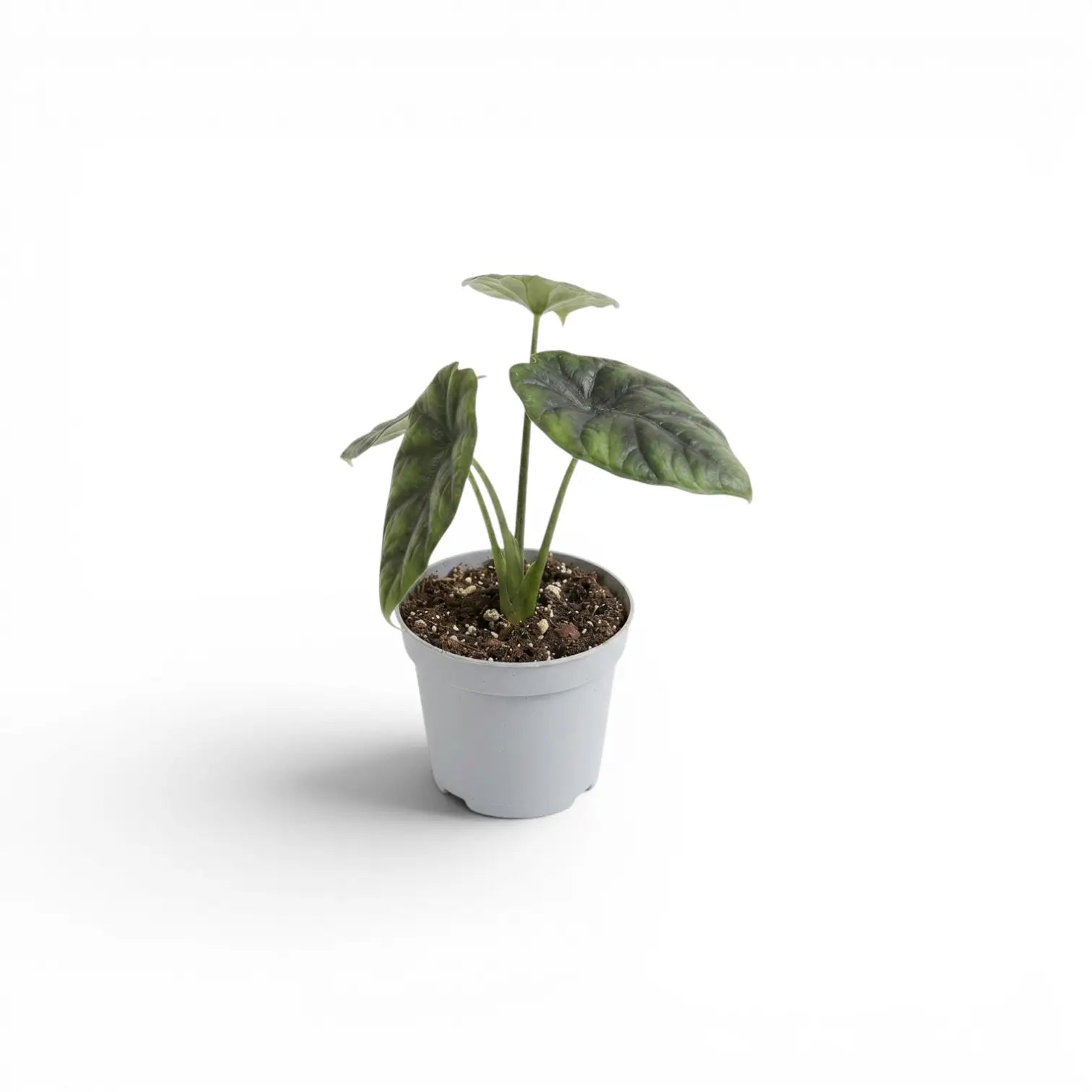 Alocasia sinuata als Baby-Pflanze im Kulturtopf.
