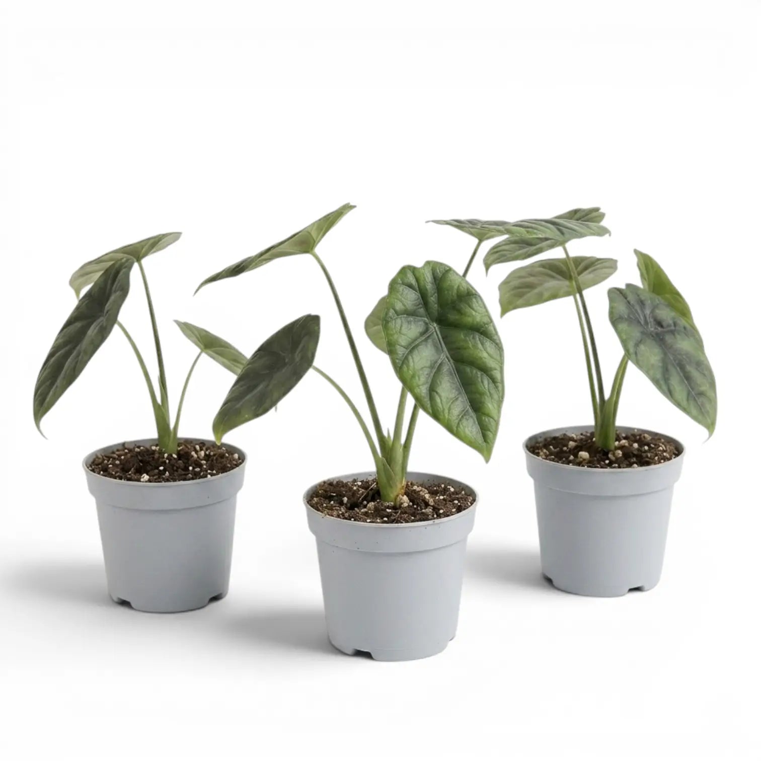 Alocasia sinuata als Baby-Pflanze im Kulturtopf.