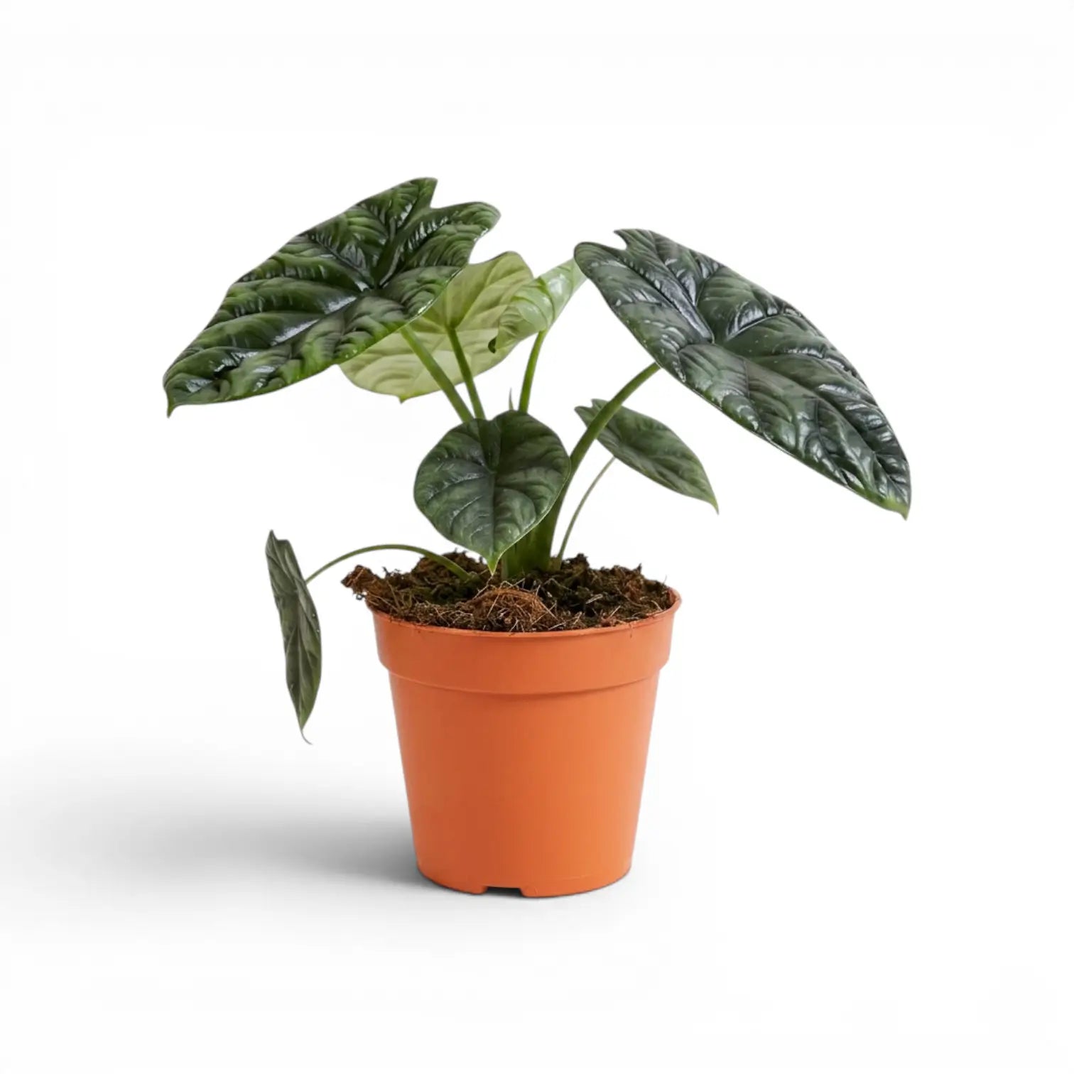 Alocasia sinuata im Kulturtopf.