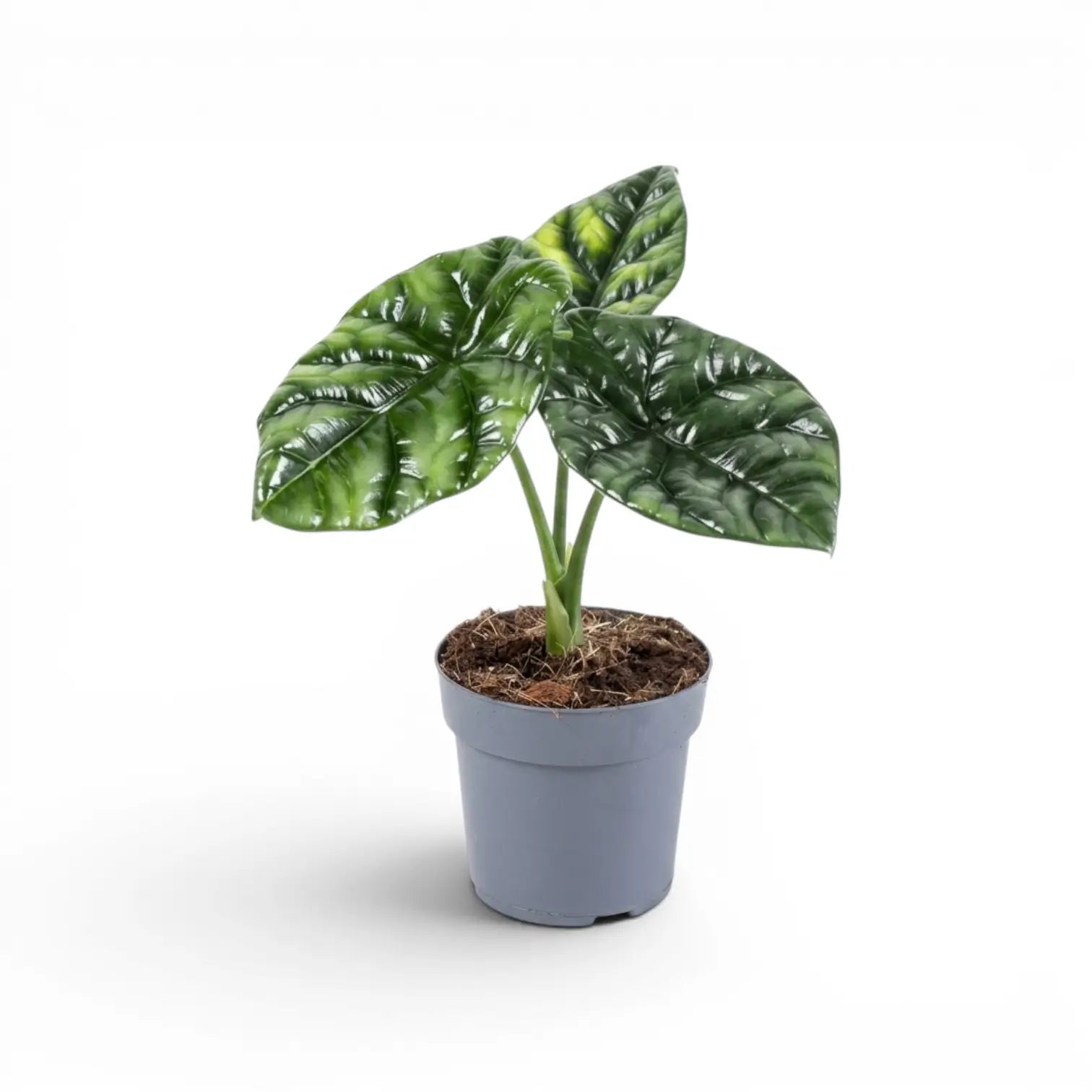 Alocasia sinuata im Kulturtopf.